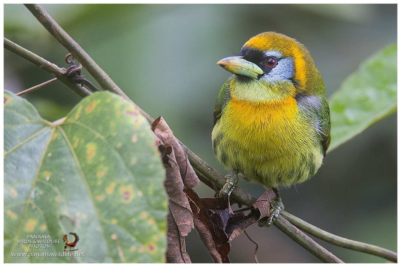 Canon EF 600mm F4L IS II USM sample photo. Red-headed barbet / barbudo cabecirrojo - ♀ photography