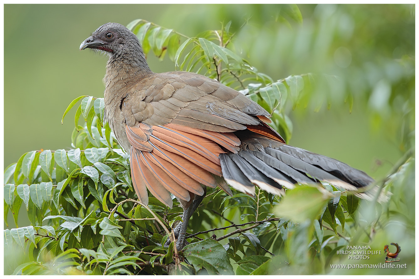 Canon EF 600mm F4L IS II USM sample photo. Gray-headed chachalaca / chachalaca cabecigrís photography