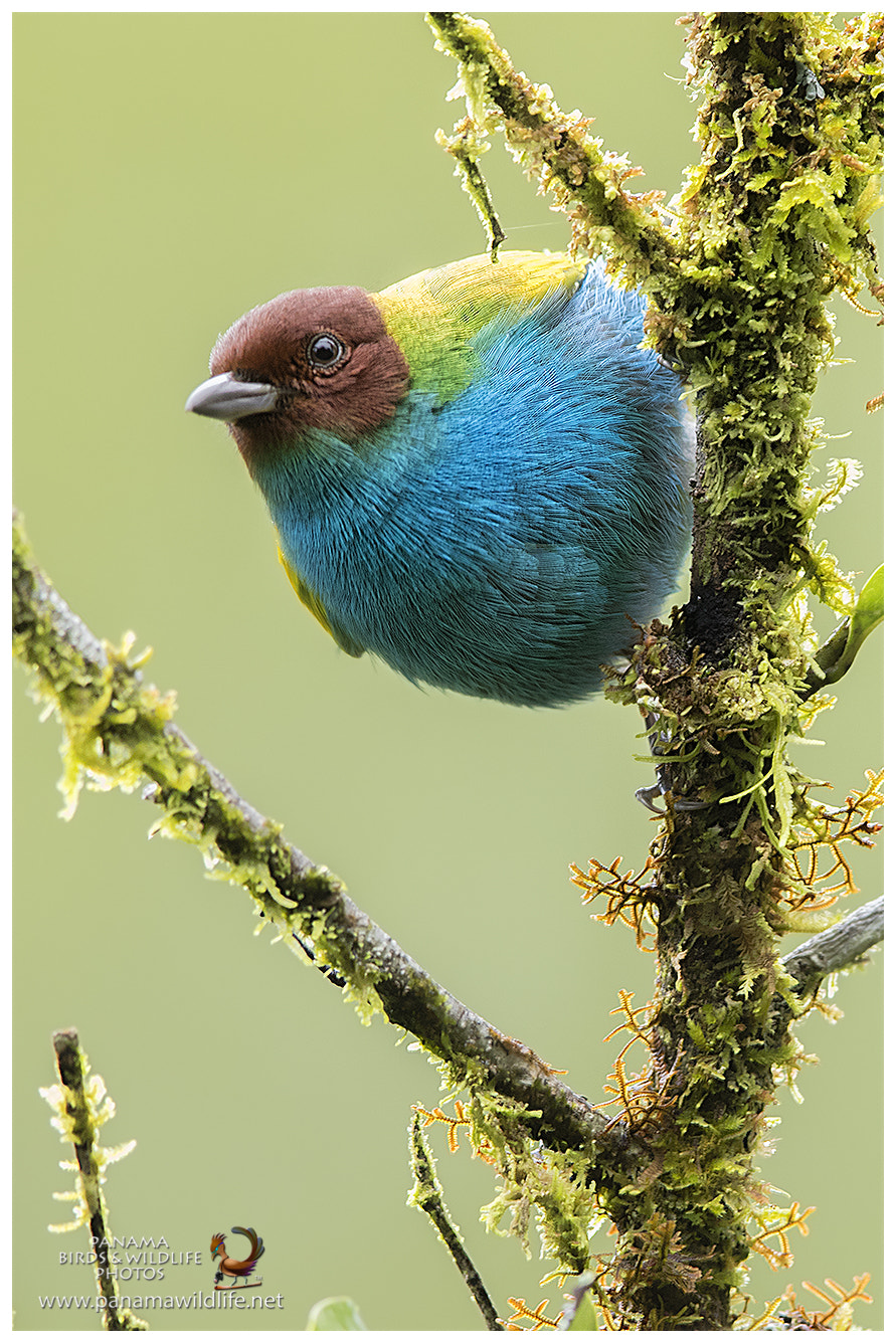 Canon EOS 7D Mark II + Canon EF 600mm F4L IS II USM sample photo. Bay-headed tanager / tangara cabecibaya photography