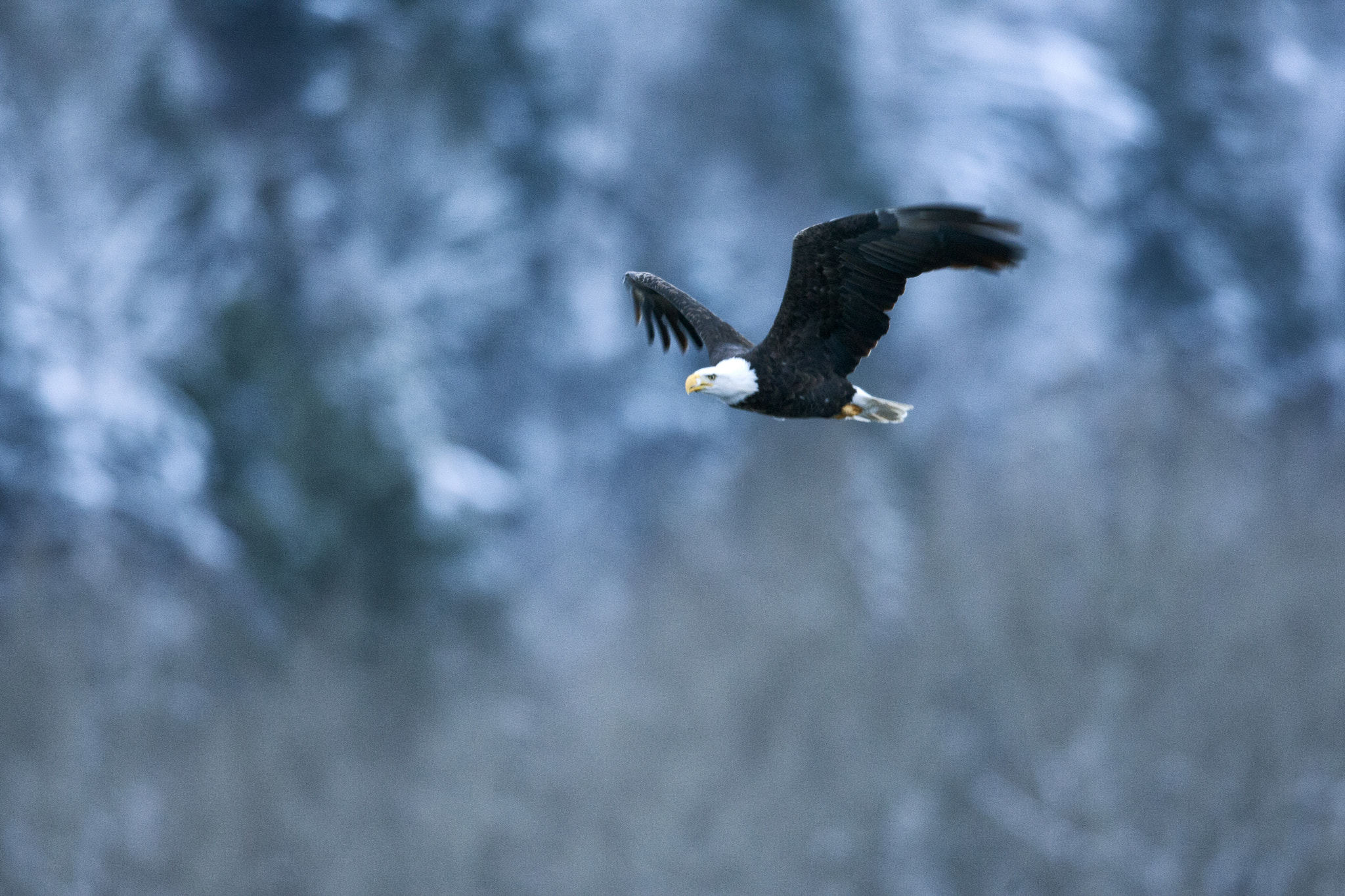 Canon EOS-1D Mark III + Canon EF 600mm f/4L IS sample photo. Bald eagle in flight photography