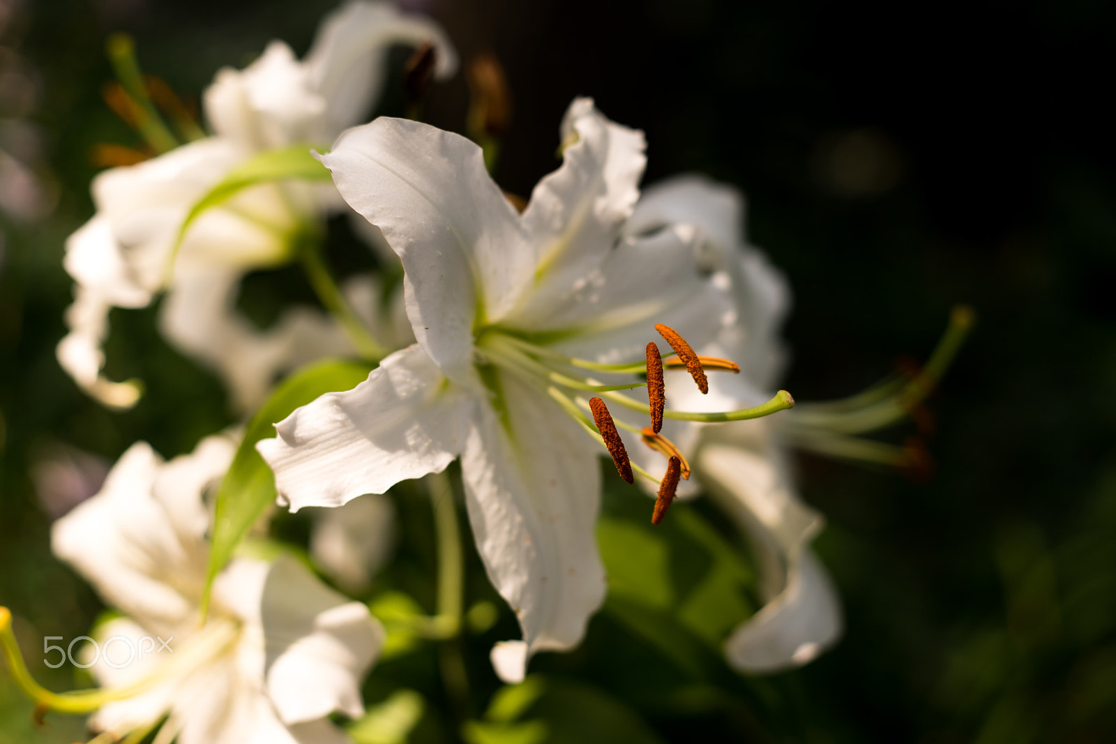 Sony a7 + E 50mm F2 sample photo. Lily pa looza photography