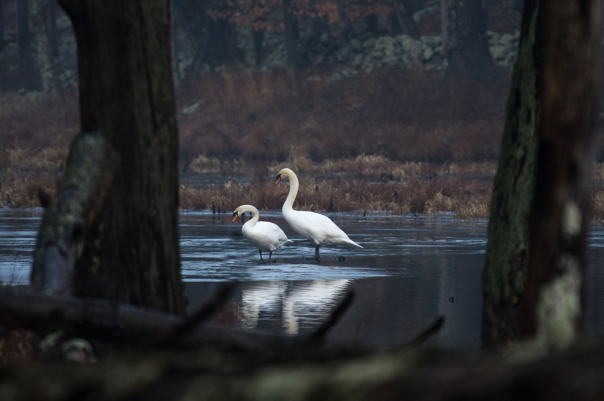 Pentax K-3 sample photo. Two swans photography