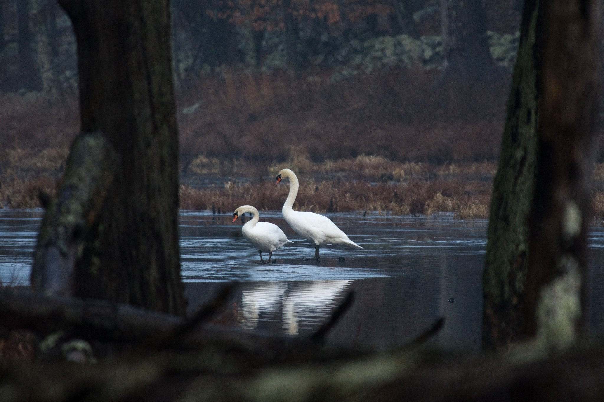 Pentax smc DA* 300mm F4.0 ED (IF) SDM sample photo. Two swans photography