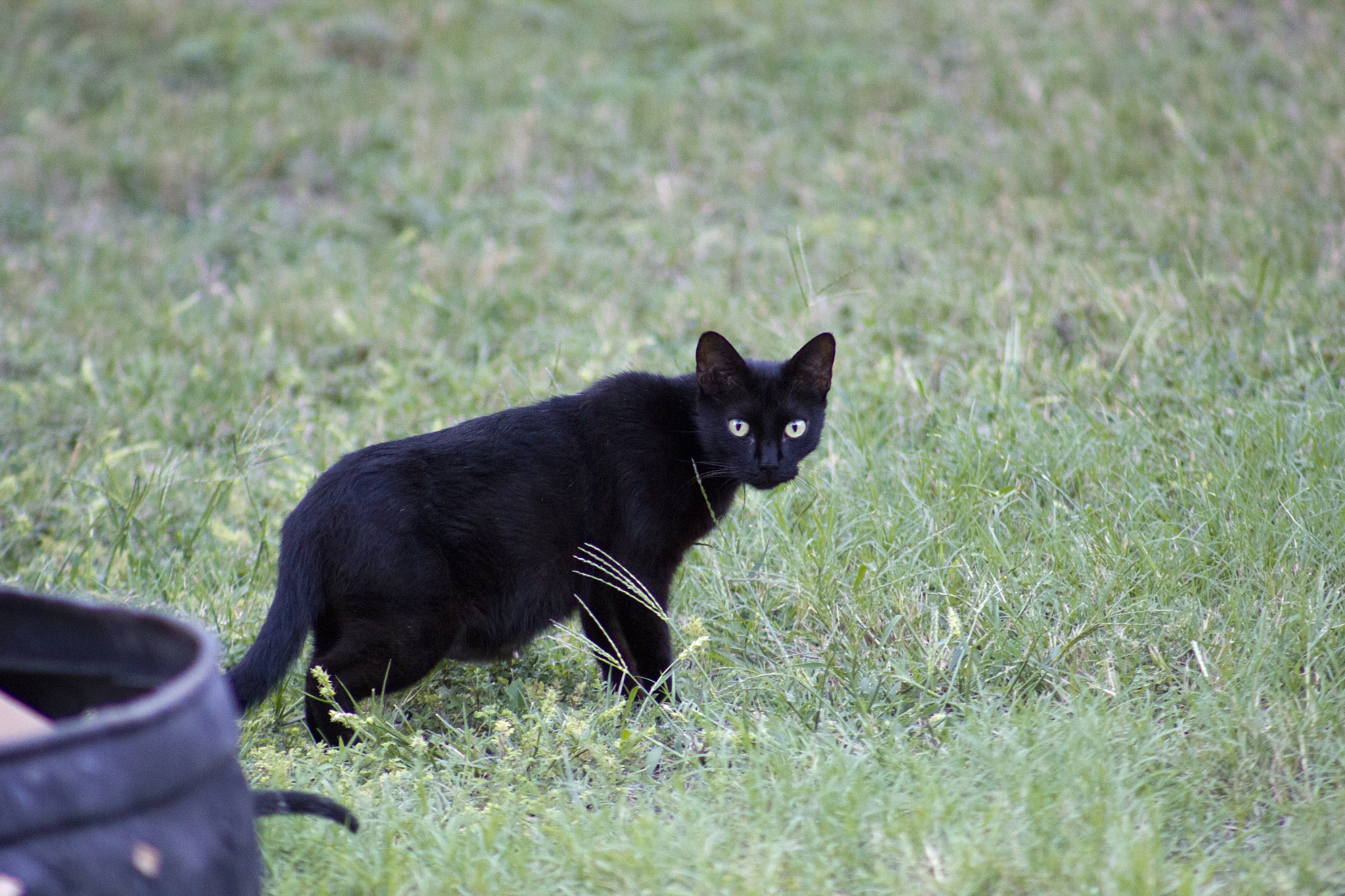 Canon EOS 550D (EOS Rebel T2i / EOS Kiss X4) + EF75-300mm f/4-5.6 sample photo. Wild photography