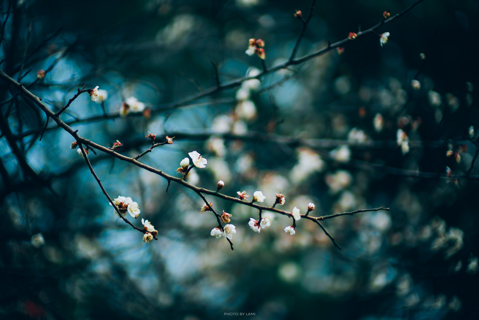 Leica Noctilux-M 50mm F0.95 ASPH sample photo. Plum blossom 20170209 photography