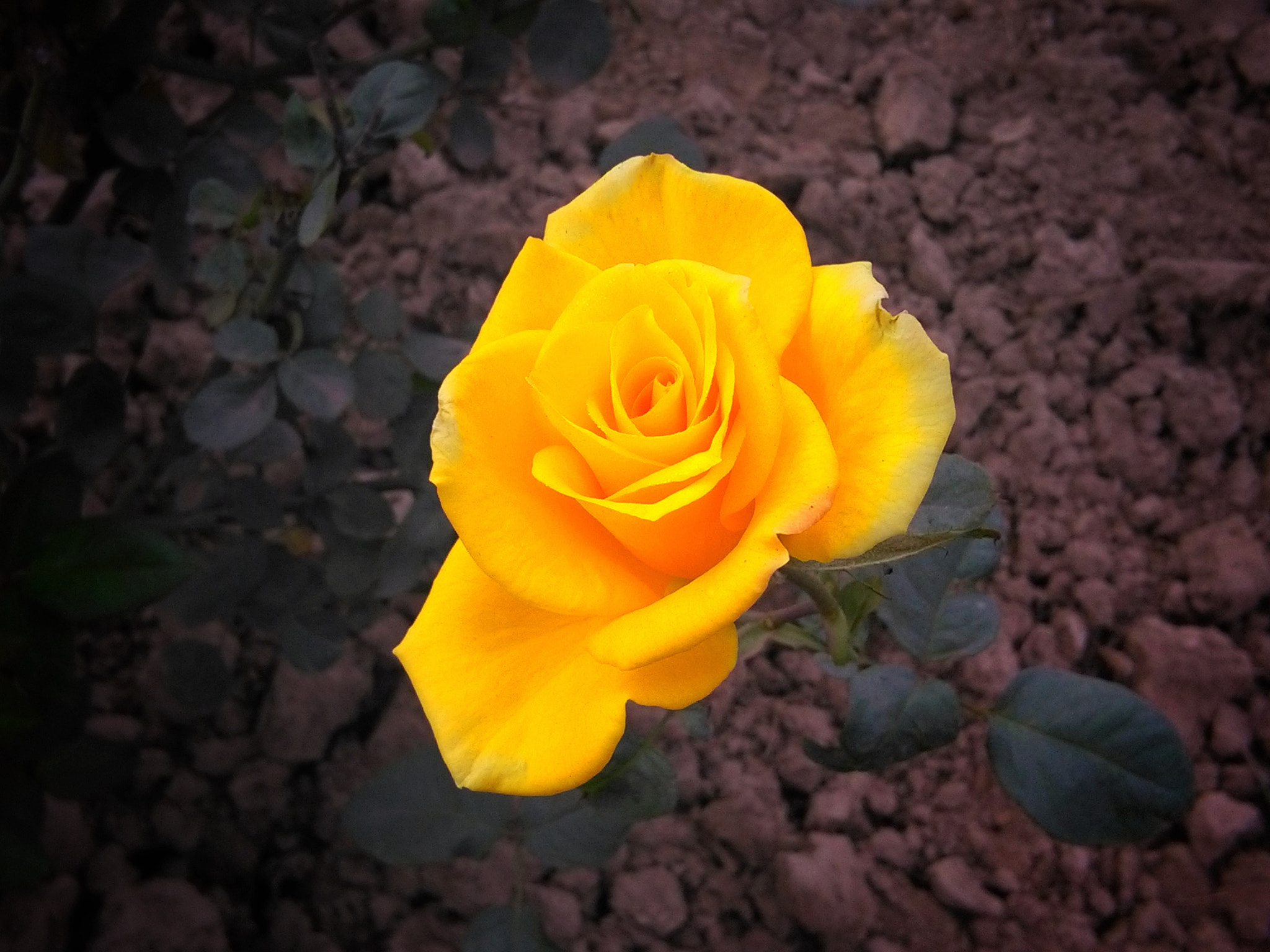 HUAWEI Y6 sample photo. Yellow rose photography