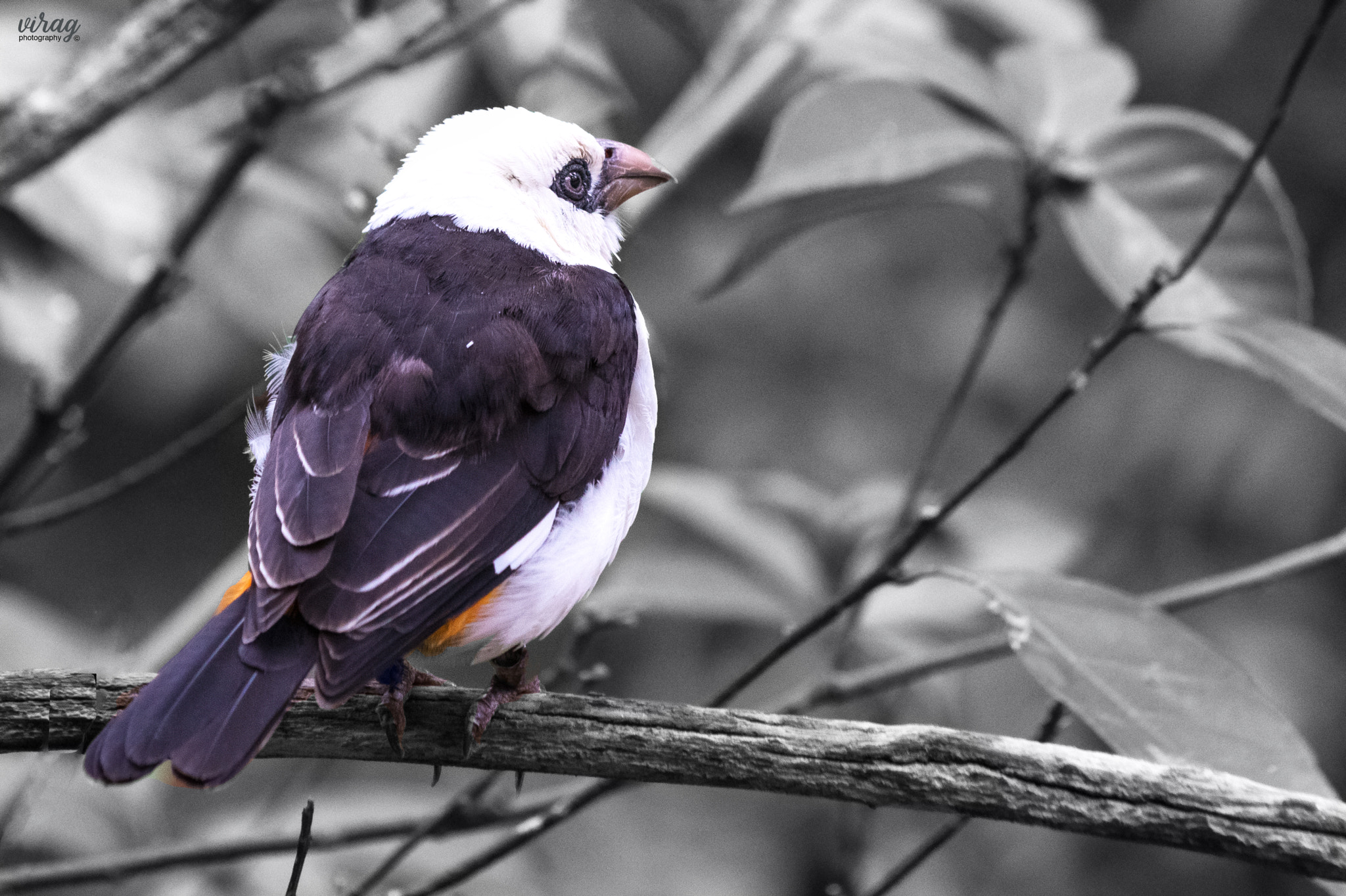 Canon EF 100-400mm F4.5-5.6L IS USM sample photo. The white-headed buffalo weaver photography
