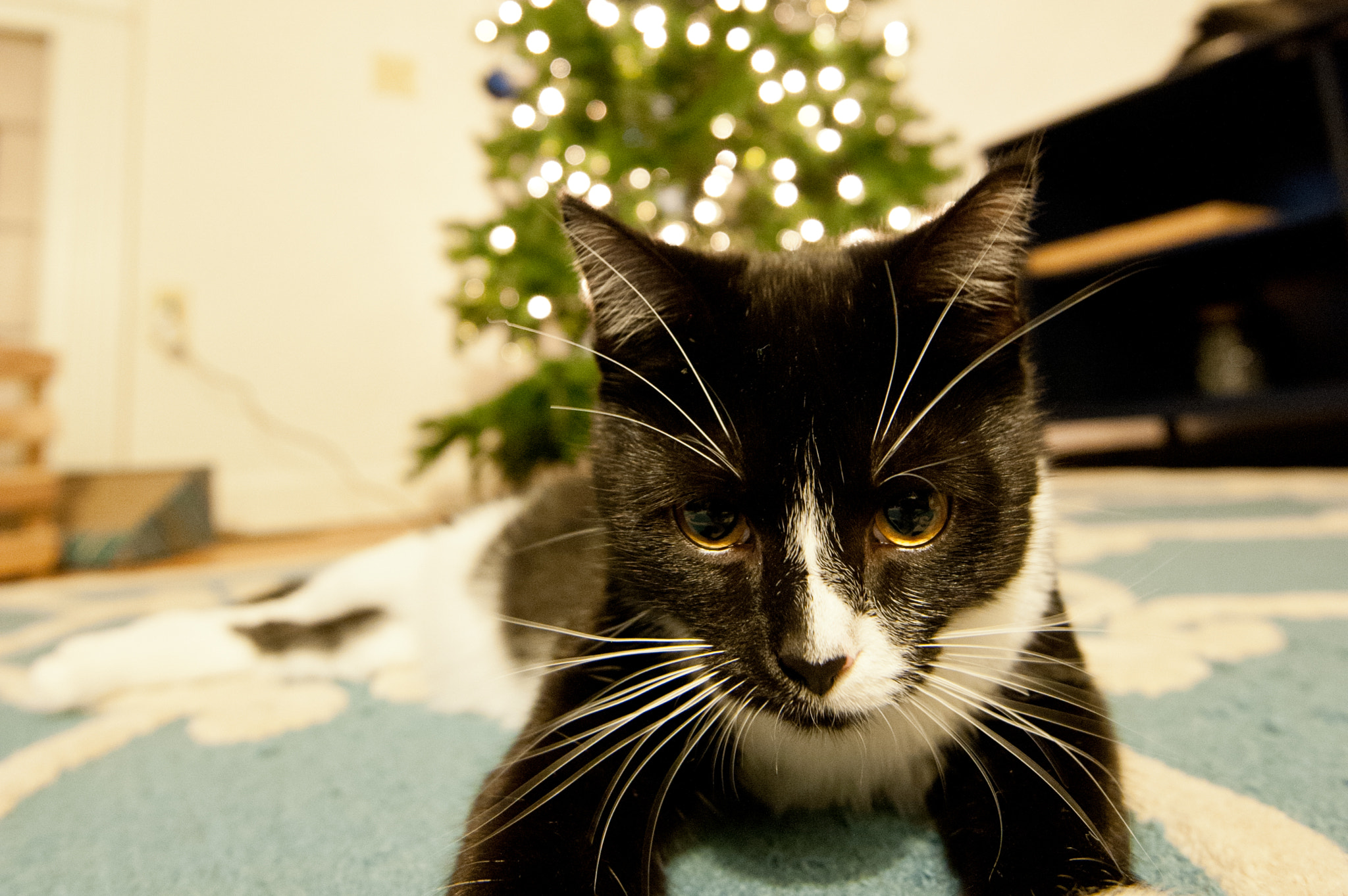 Nikon AF-S Nikkor 16-35mm F4G ED VR sample photo. "i am smiling" photography