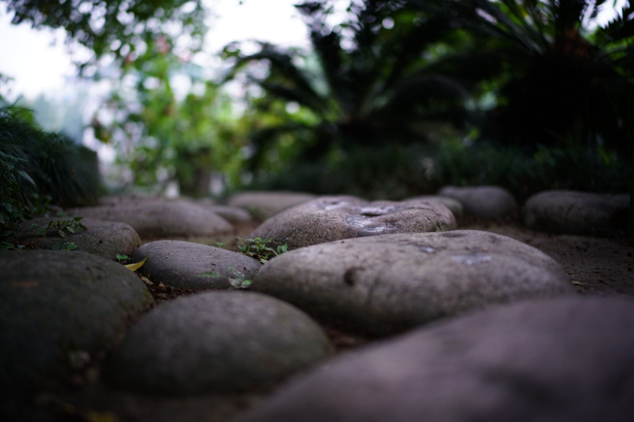 Sony a7R II + Canon EF 40mm F2.8 STM sample photo. Road photography