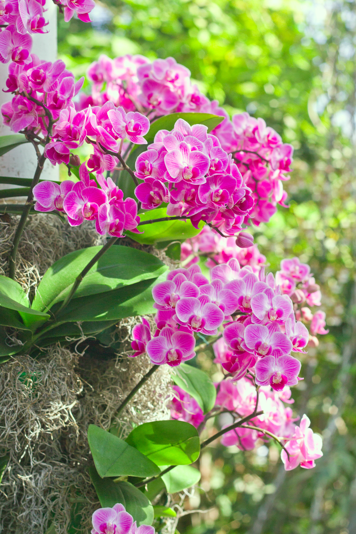 Canon EOS 500D (EOS Rebel T1i / EOS Kiss X3) sample photo. Orchids photography