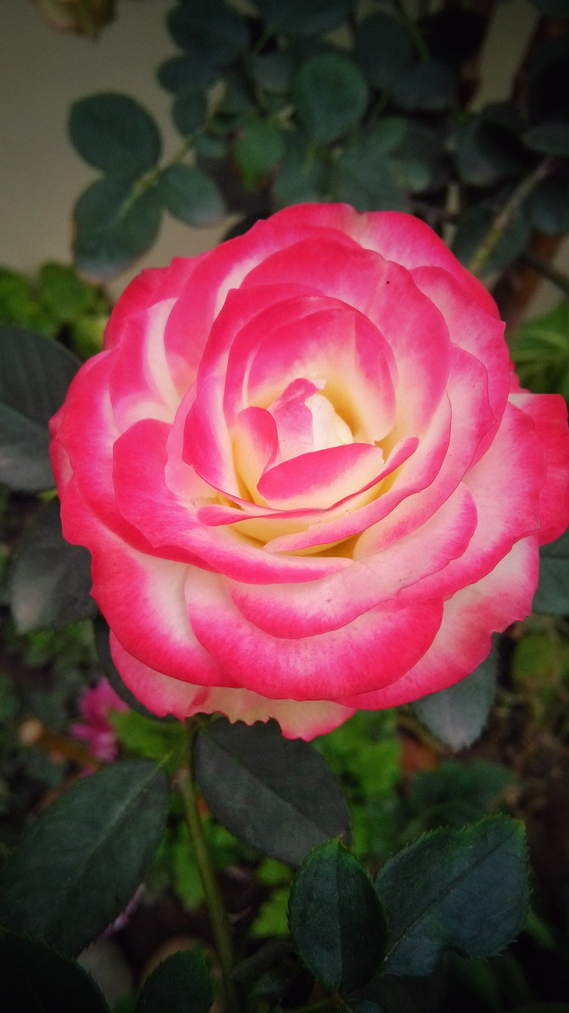 HUAWEI Y6 sample photo. Rose photography