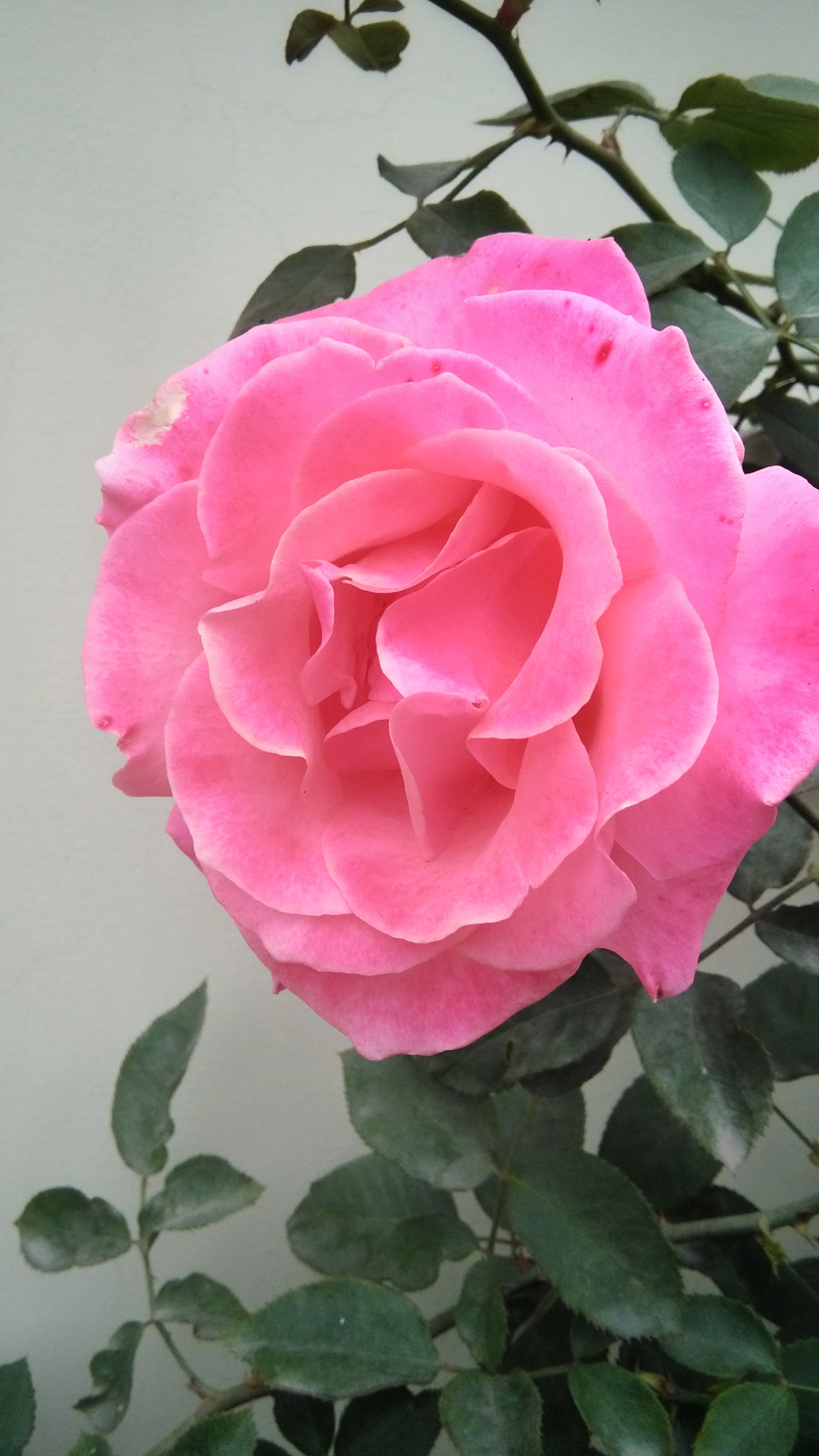 HUAWEI Y6 sample photo. Rose photography