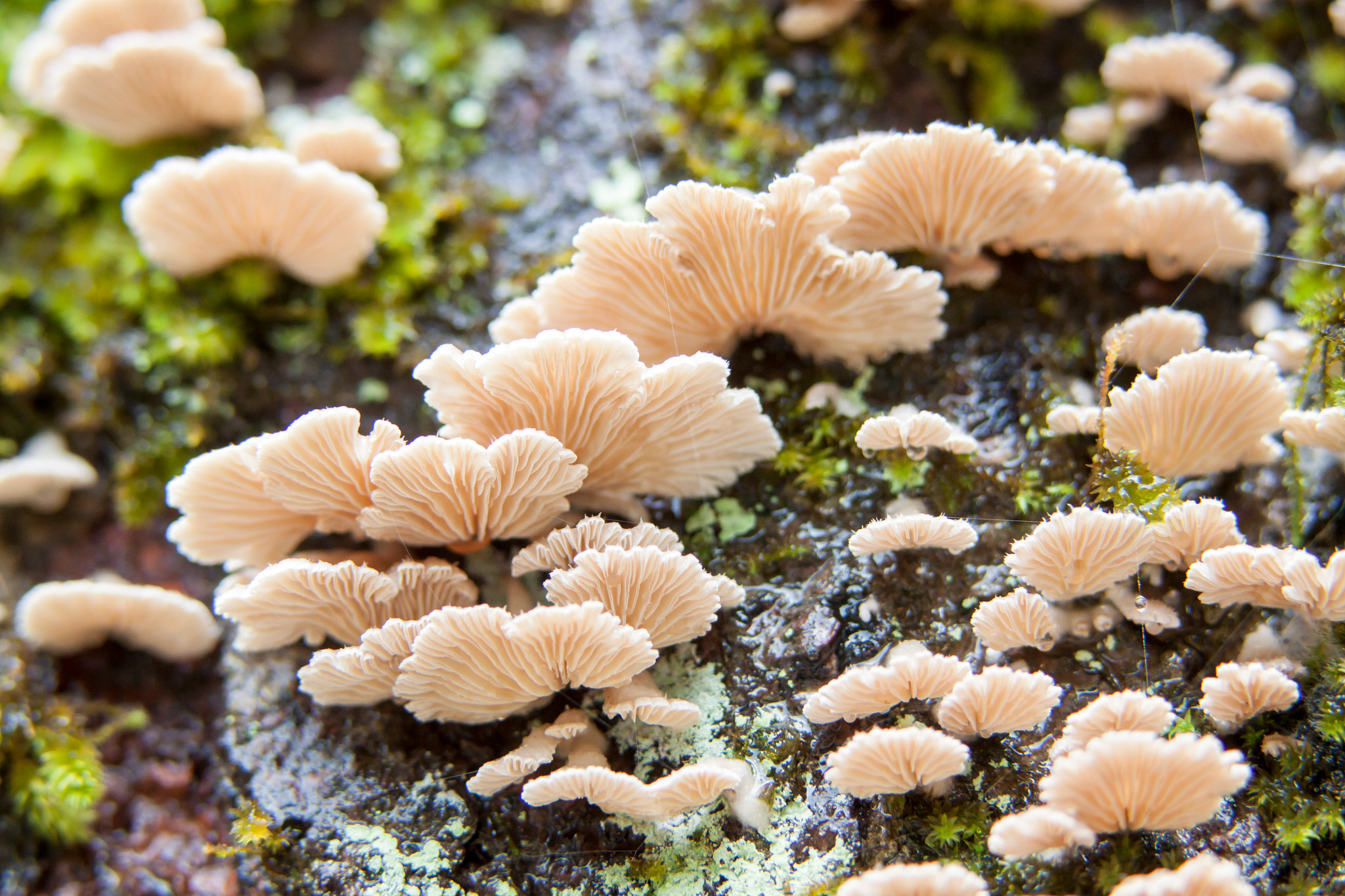 Canon EF 100mm F2.8L Macro IS USM sample photo. Mushroom clouds photography