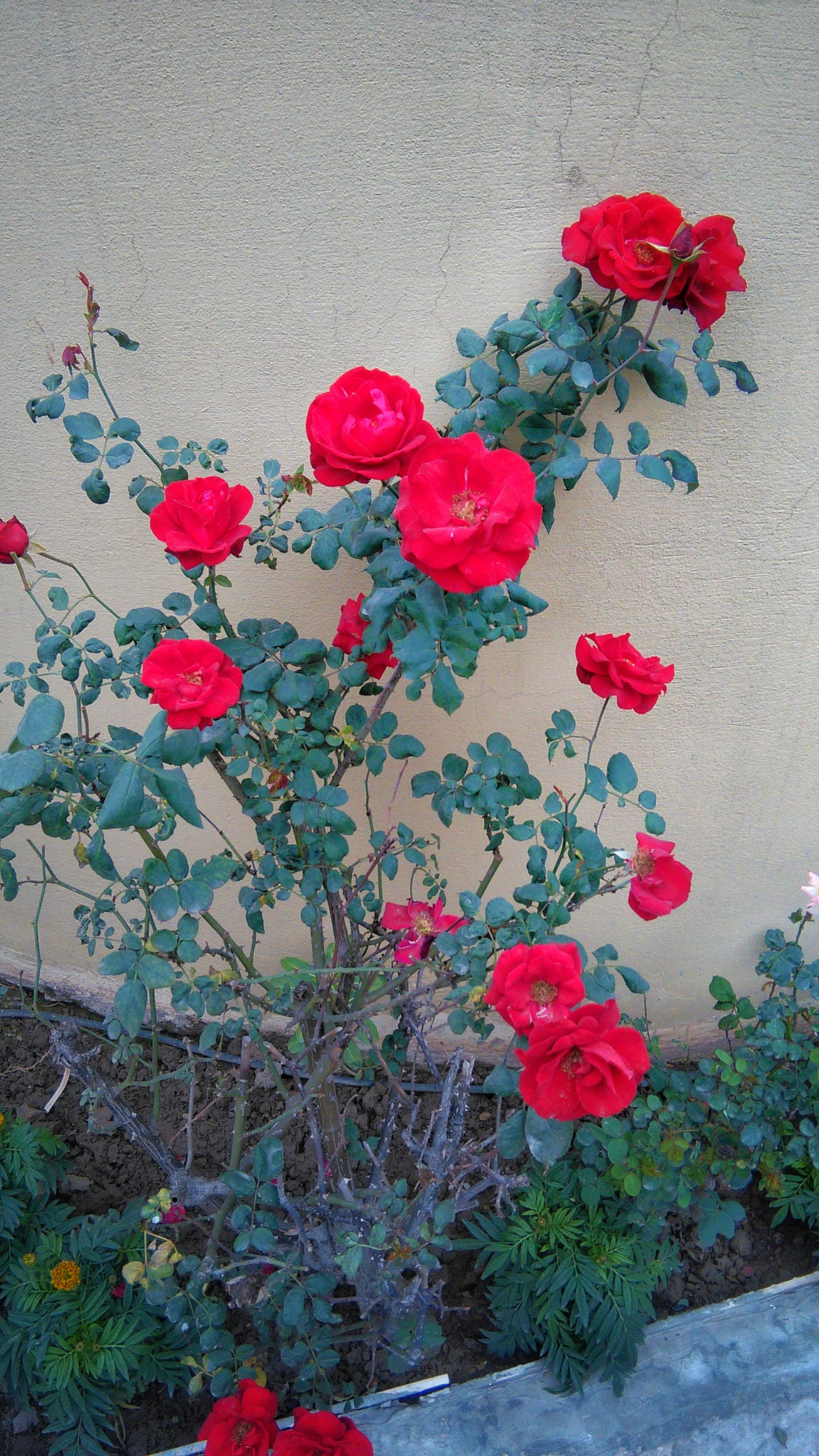 HUAWEI Y6 sample photo. Roses photography