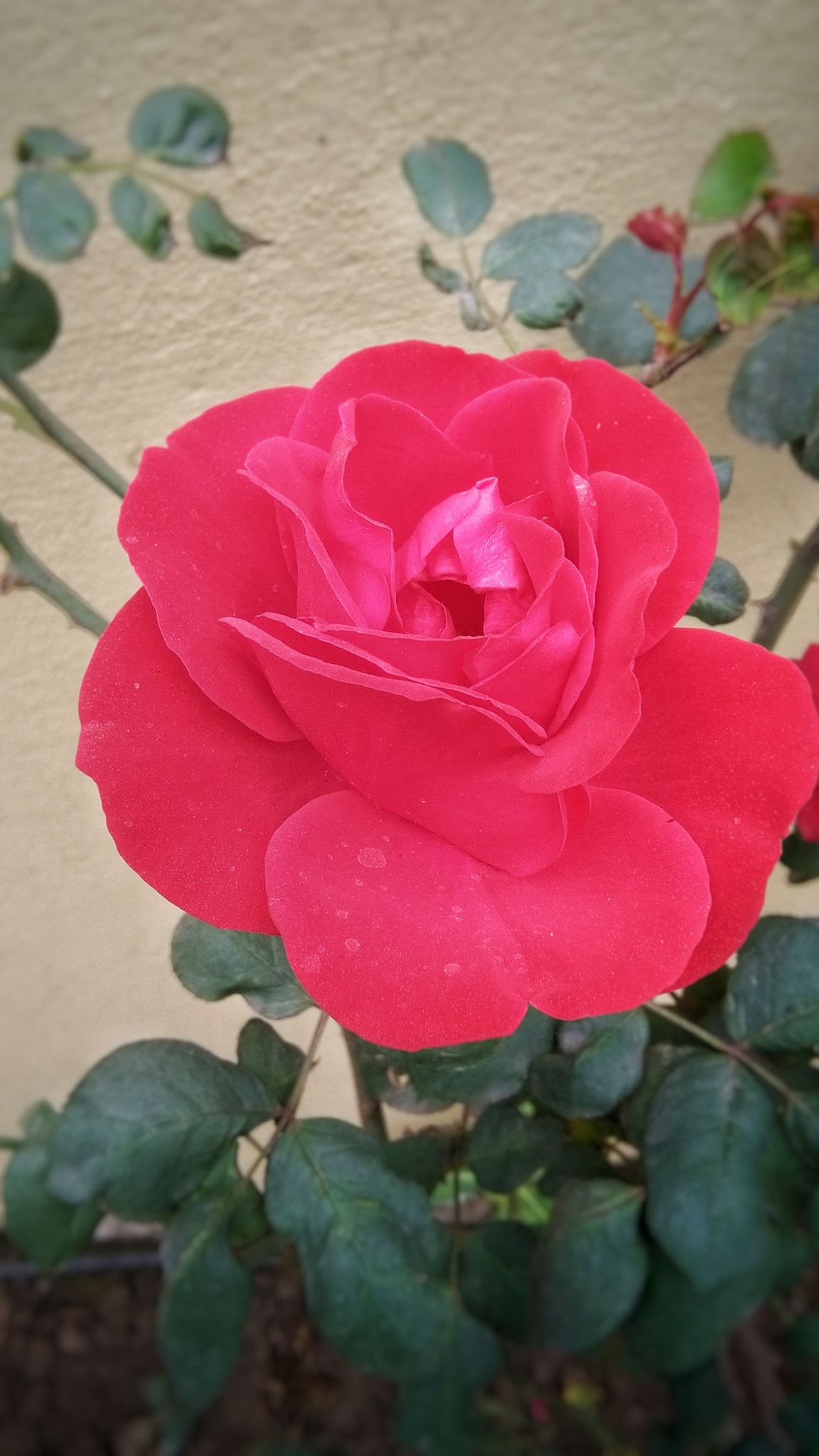 HUAWEI Y6 sample photo. Rose photography
