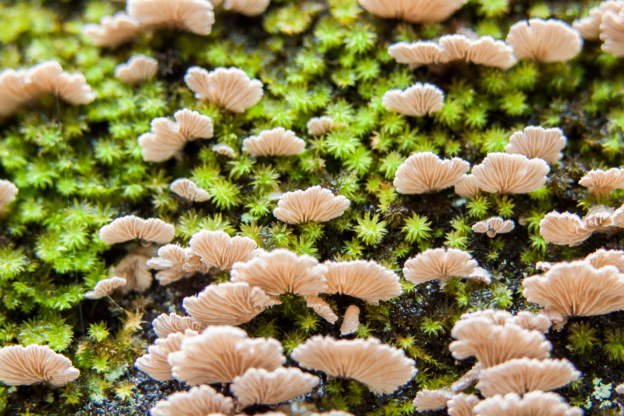 Canon EF 100mm F2.8L Macro IS USM sample photo. Mushroom room photography