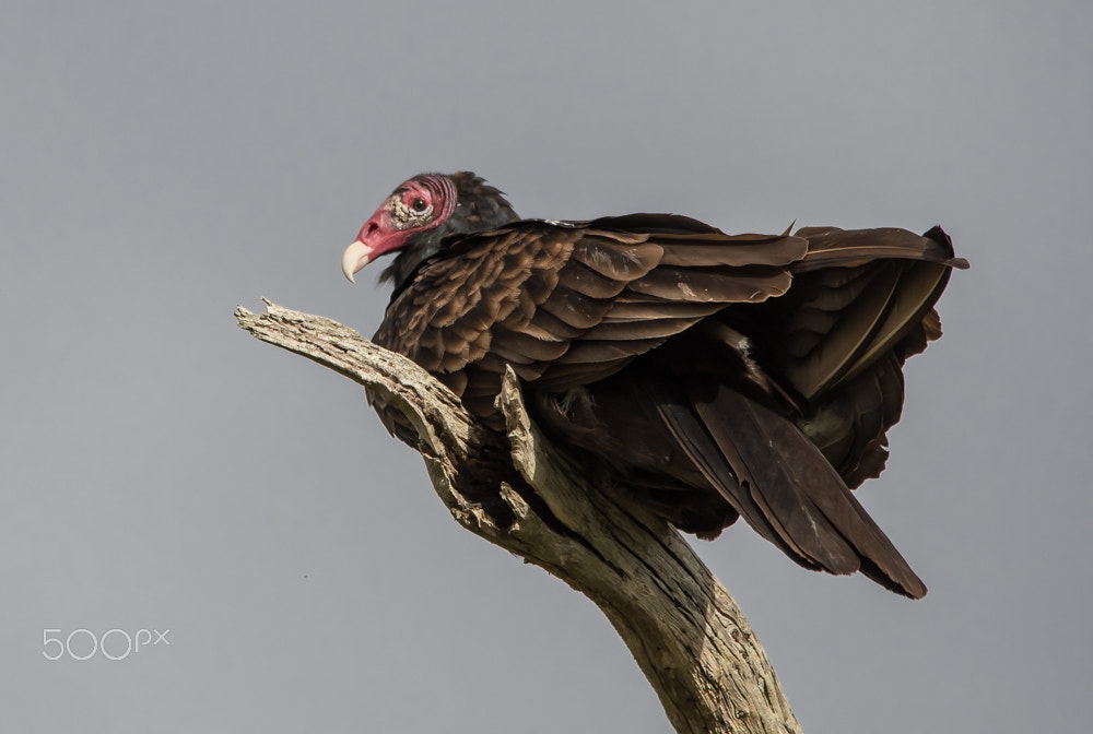 Nikon D500 + Sigma 150-500mm F5-6.3 DG OS HSM sample photo. Turkey vulture photography