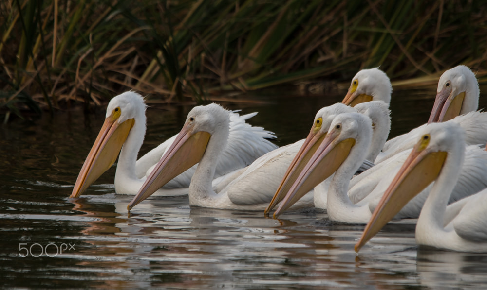 Nikon D500 sample photo. White pelicans feeding photography