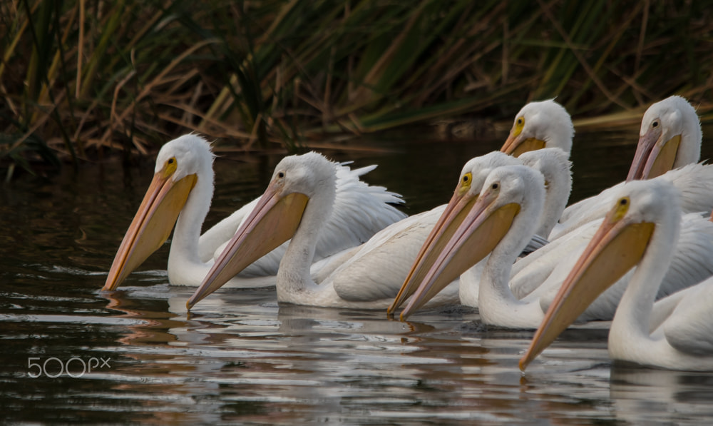 Sigma 150-500mm F5-6.3 DG OS HSM sample photo. White pelicans feeding photography