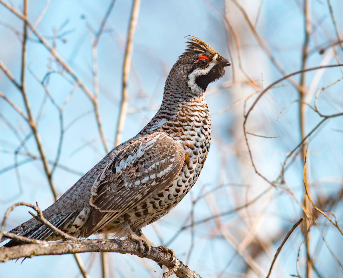 Nikon D800 + Nikon AF-S Nikkor 300mm F4D ED-IF sample photo. Орёл!  ) photography