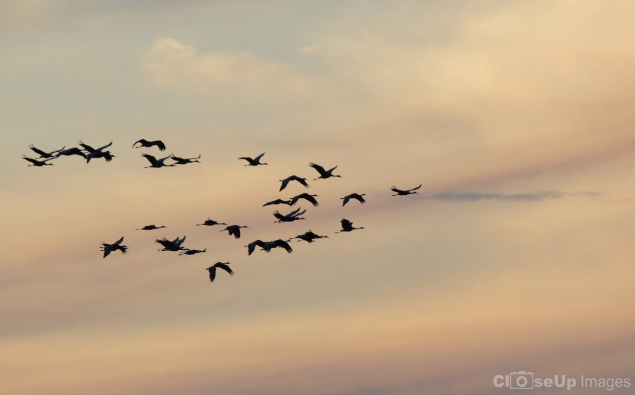 Sony SLT-A65 (SLT-A65V) sample photo. Sandhill crane silhoutte photography