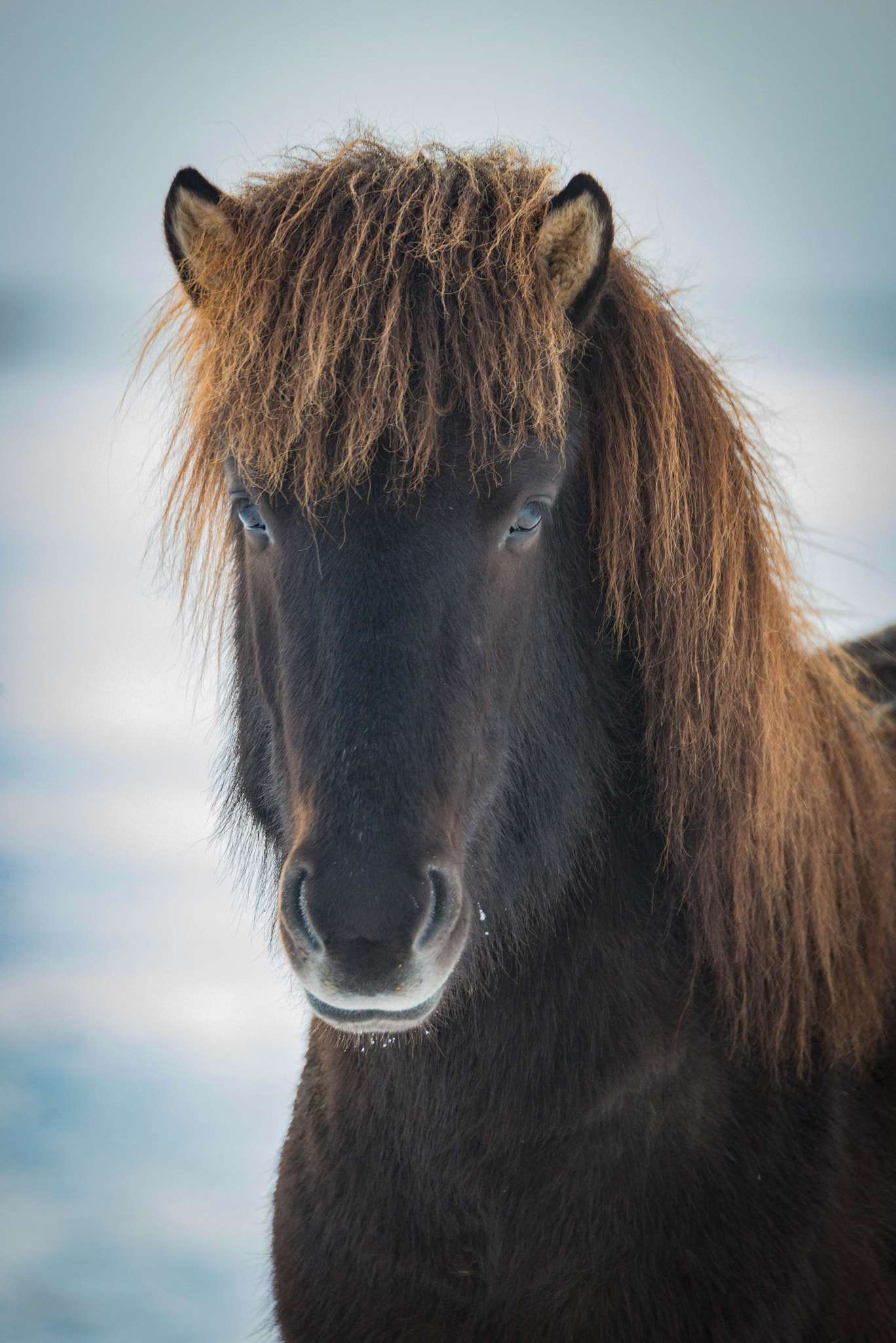 Nikon D800 + Tamron SP 150-600mm F5-6.3 Di VC USD sample photo. Icelandic horse in winter fur and landscape photography