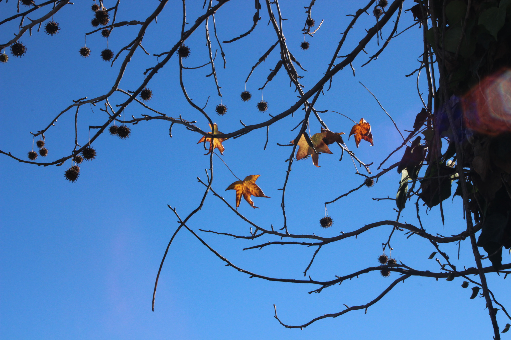Canon EOS 600D (Rebel EOS T3i / EOS Kiss X5) sample photo. H o j a photography