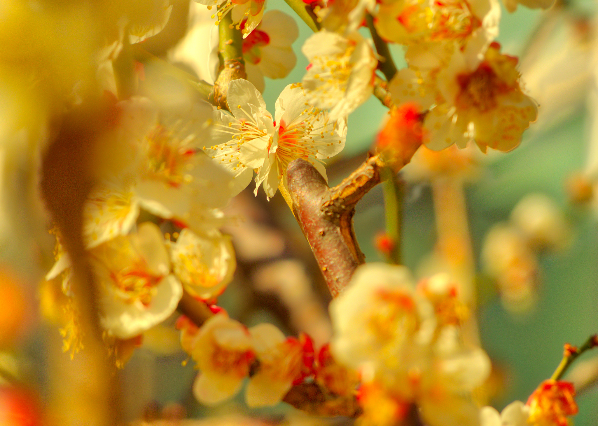 Olympus OM-D E-M1 sample photo. February plum blossoms photography