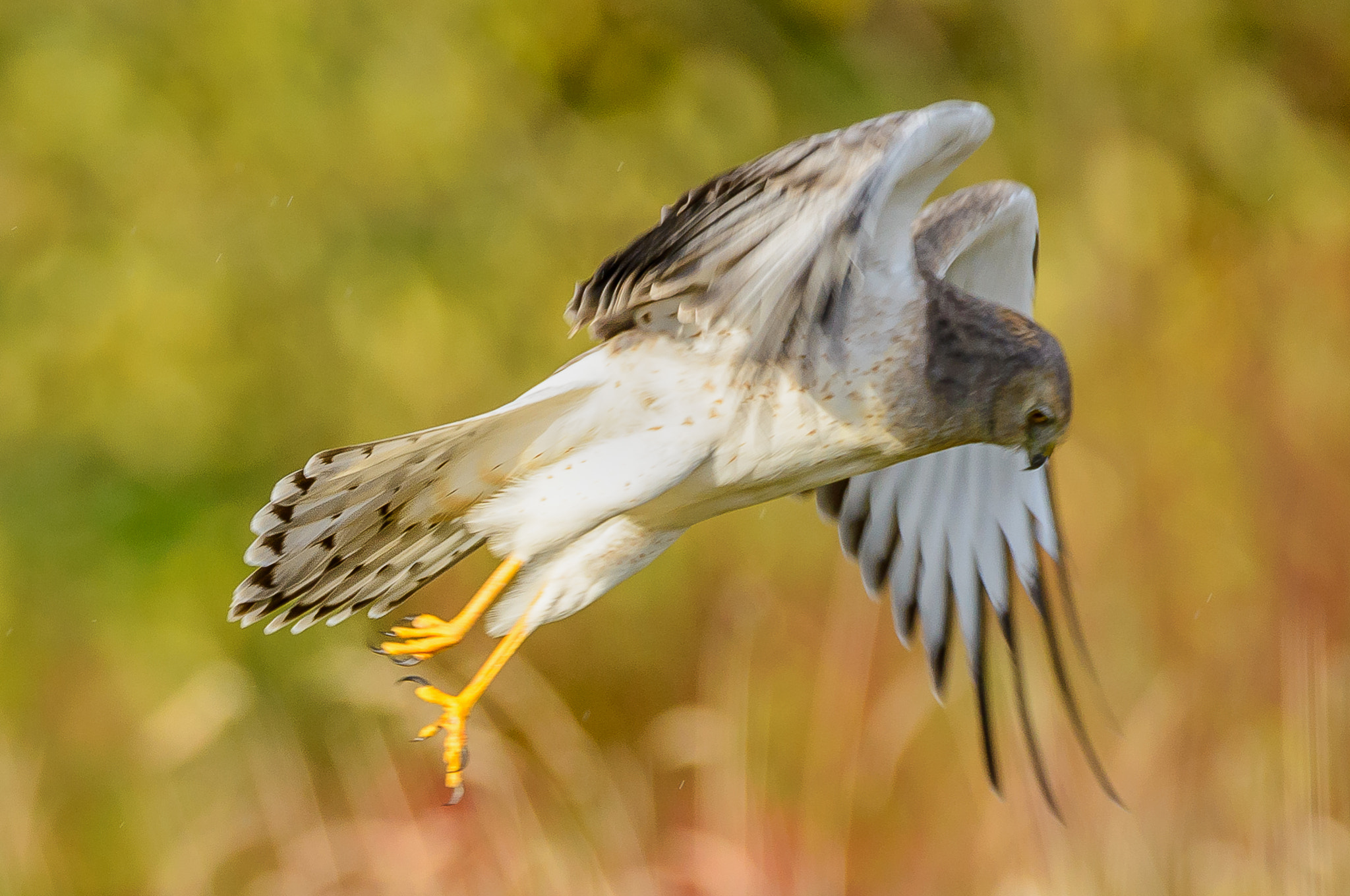 Nikon D610 sample photo. Hovering harrier photography