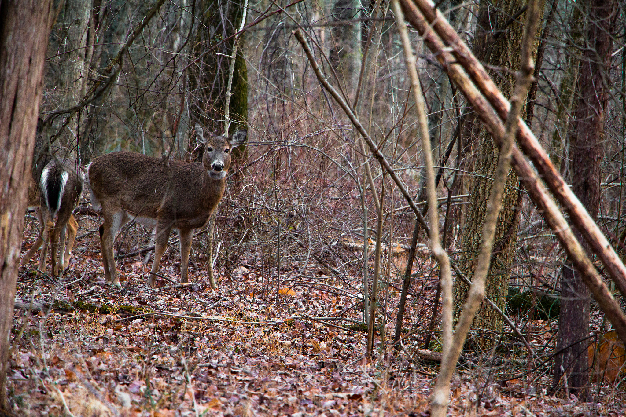 Canon EOS 100D (EOS Rebel SL1 / EOS Kiss X7) sample photo. Cool deer photography