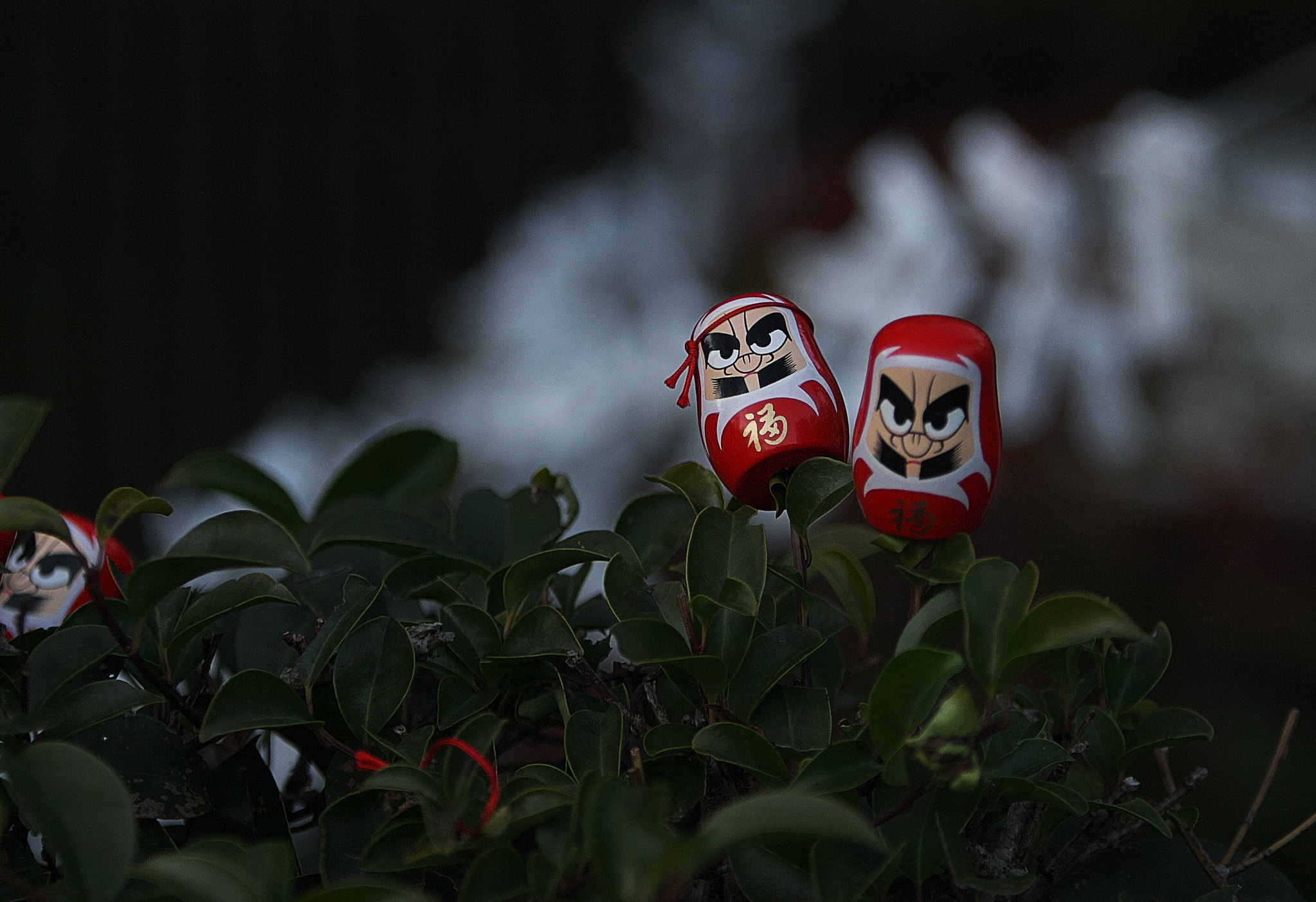 Canon EF 70-200mm F2.8L IS USM sample photo. New years day photography