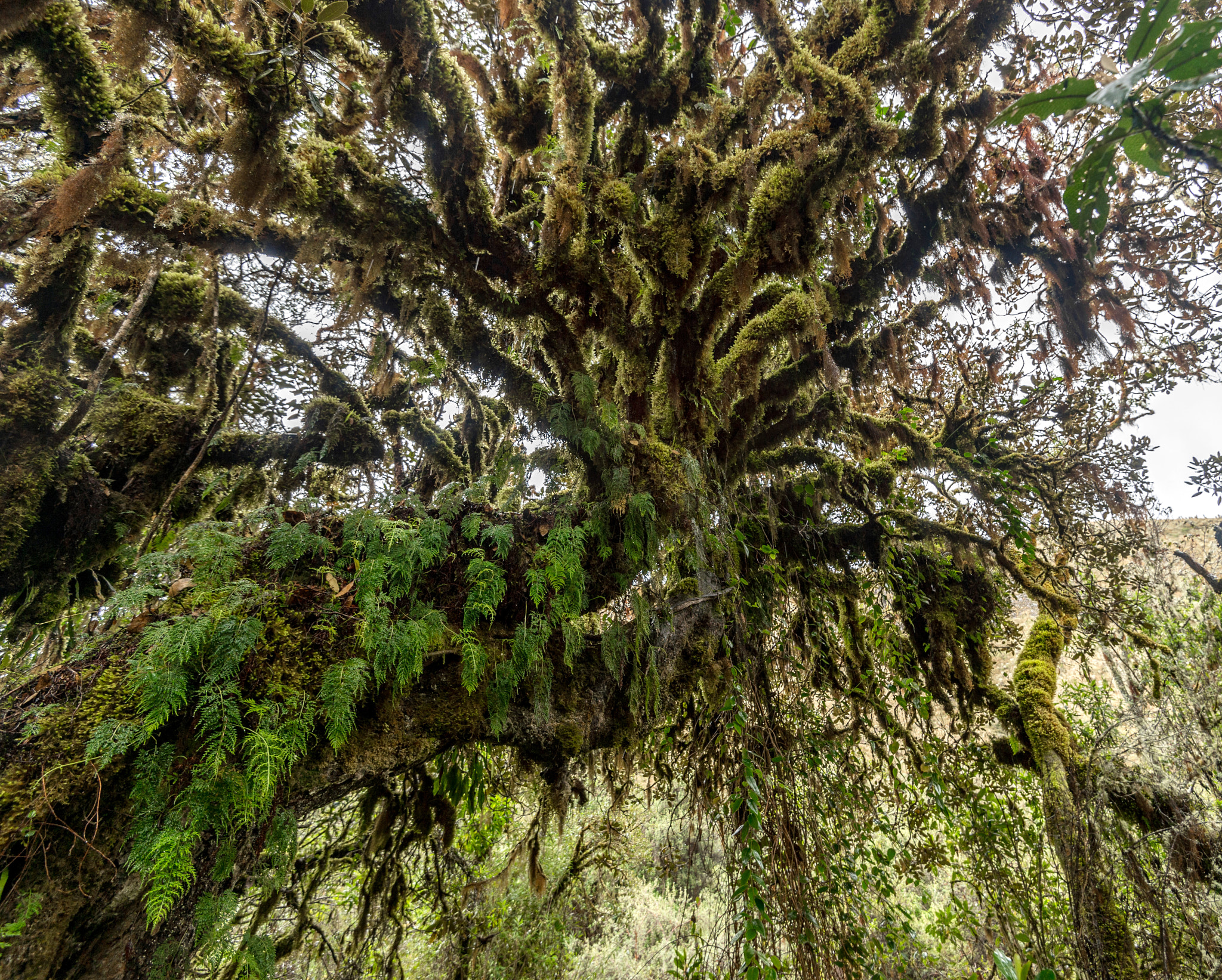 Nikon D4S sample photo. The world of the old tree photography
