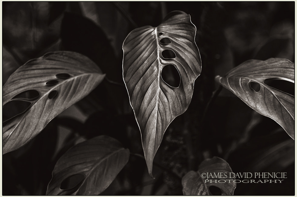 Nikon AF-S Nikkor 24-120mm F4G ED VR sample photo. Broad leaves photography