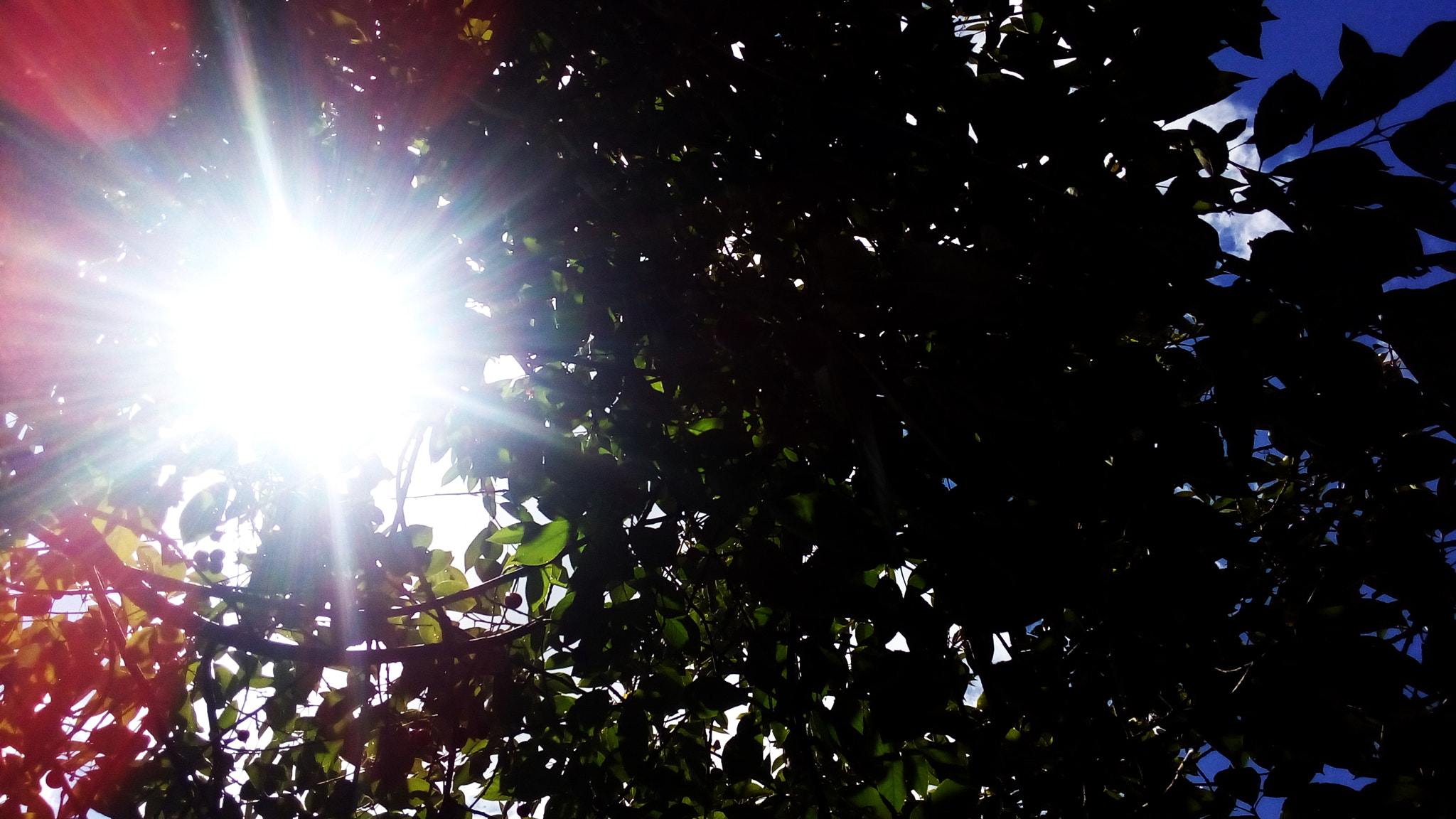ASUS Zenfone Go (ASUS_Z00VD) sample photo. The sun behind the leaves photography