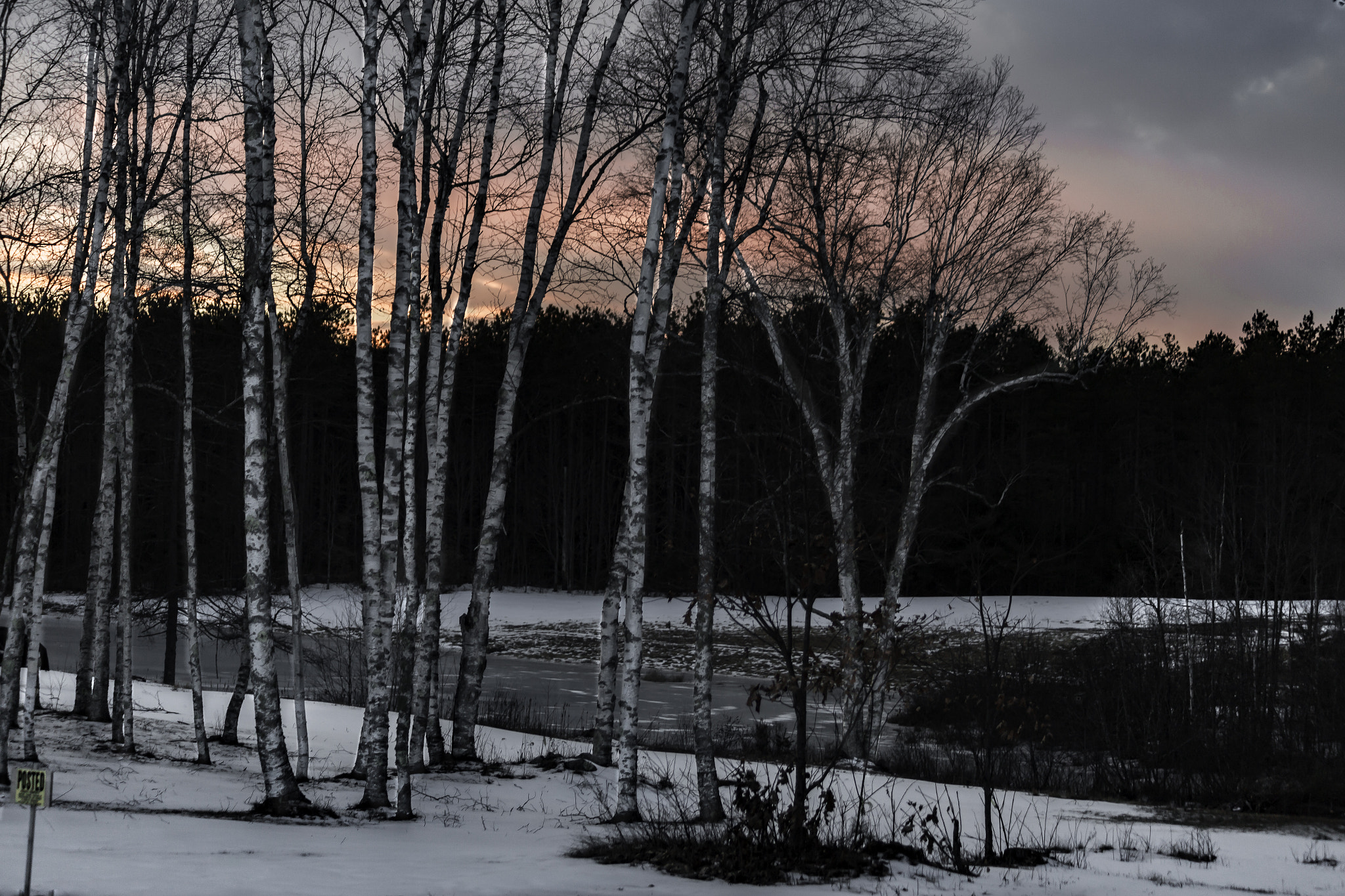 Canon EF 75-300mm F4.0-5.6 IS USM sample photo. Birches at sunset photography