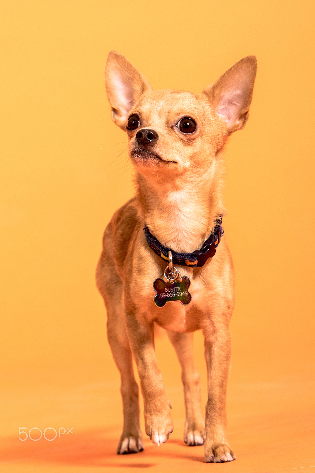 Canon EF 70-200mm F2.8L IS USM sample photo. Buster photography