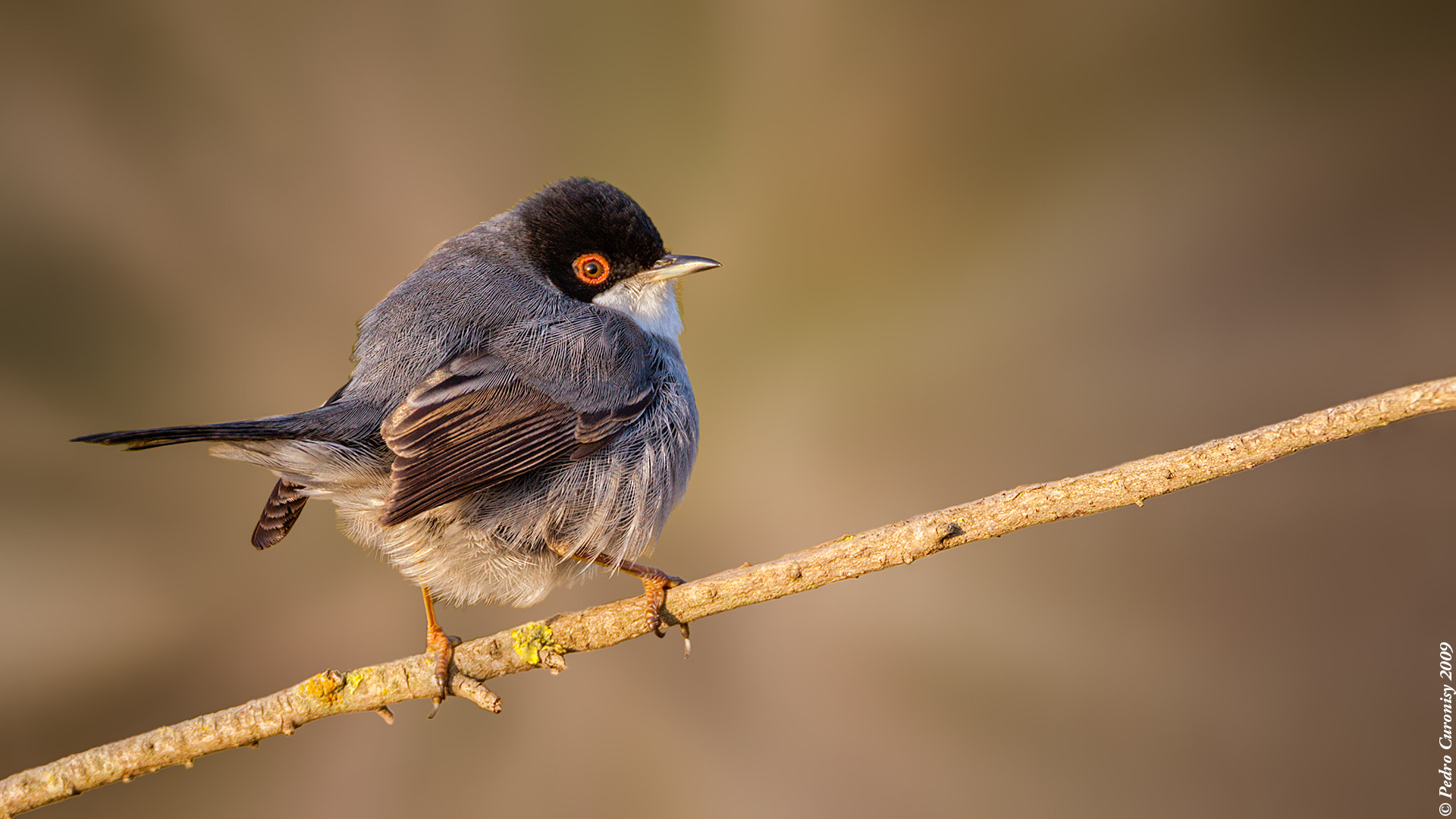 Canon EF 500mm F4L IS USM sample photo. Curruca cabecinegra photography