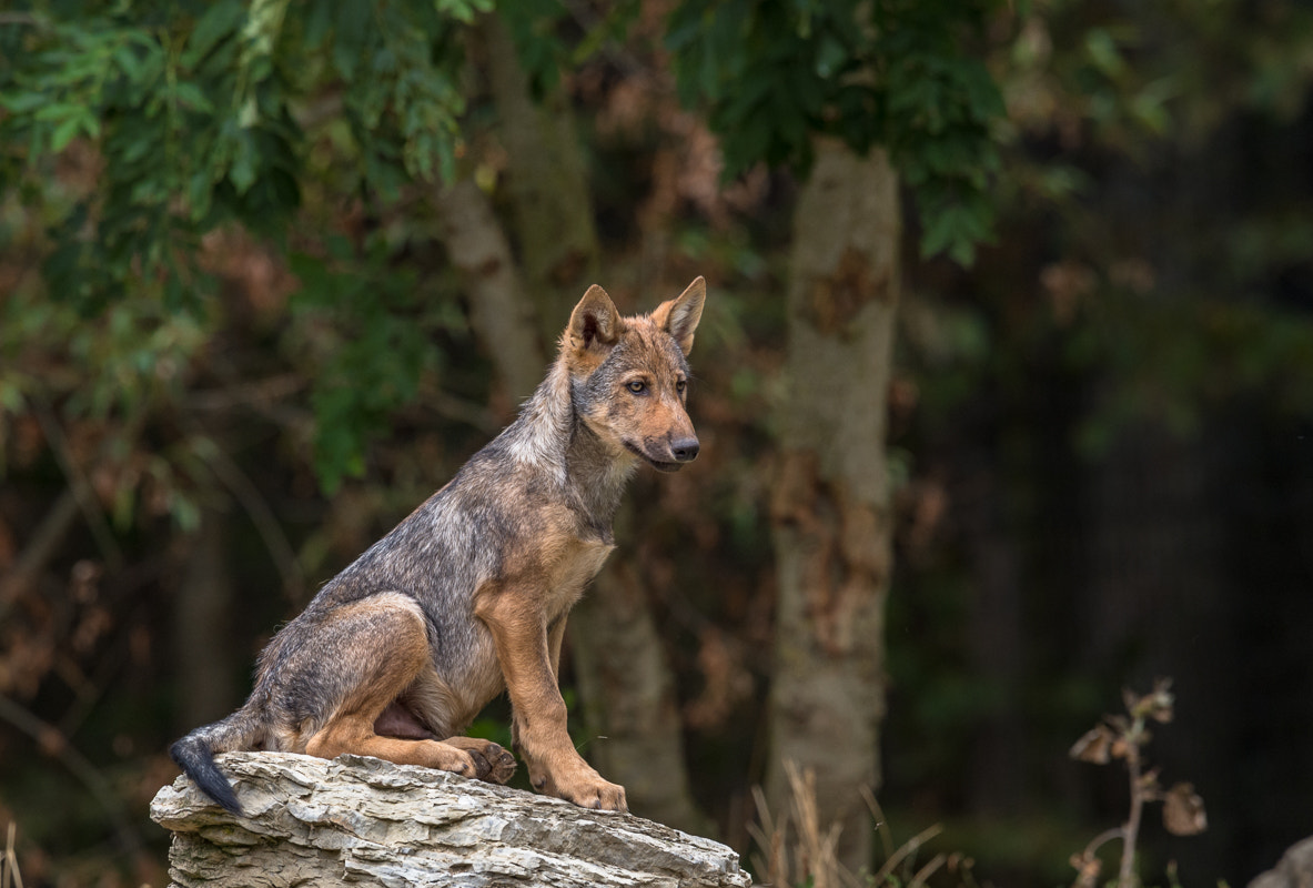 Nikon D4S + Nikon AF-S Nikkor 400mm F2.8G ED VR II sample photo. Young wolf photography