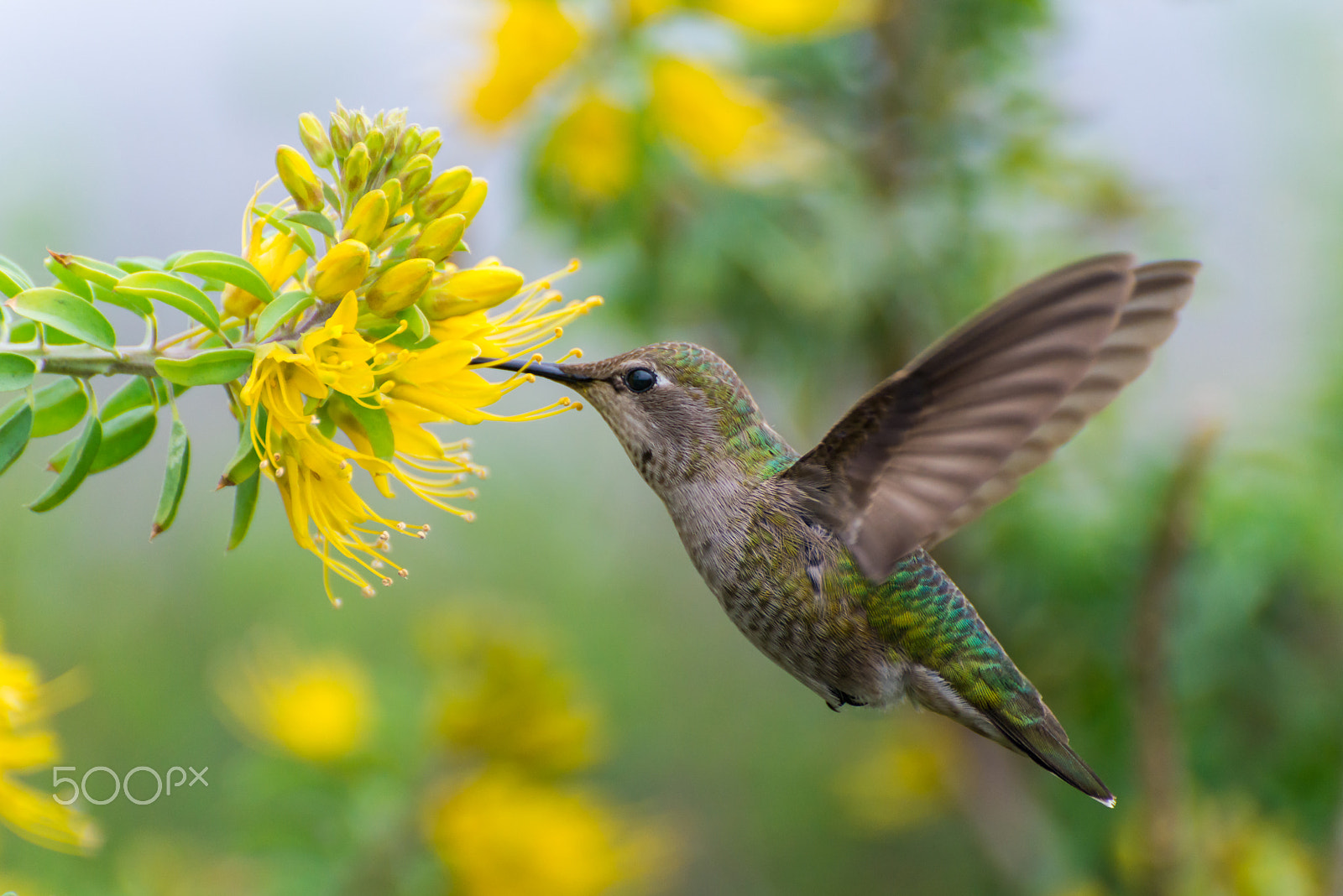Nikon D800E sample photo. Humming bird bolsa chica usa photography
