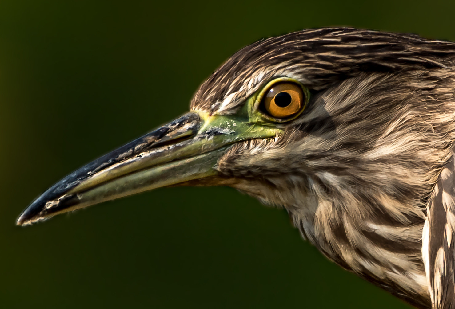 Nikon D500 sample photo. Bird on the bank photography