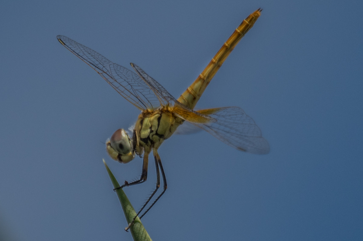 Sigma 50-500mm F4.5-6.3 DG OS HSM sample photo. Something about dragonflies photography