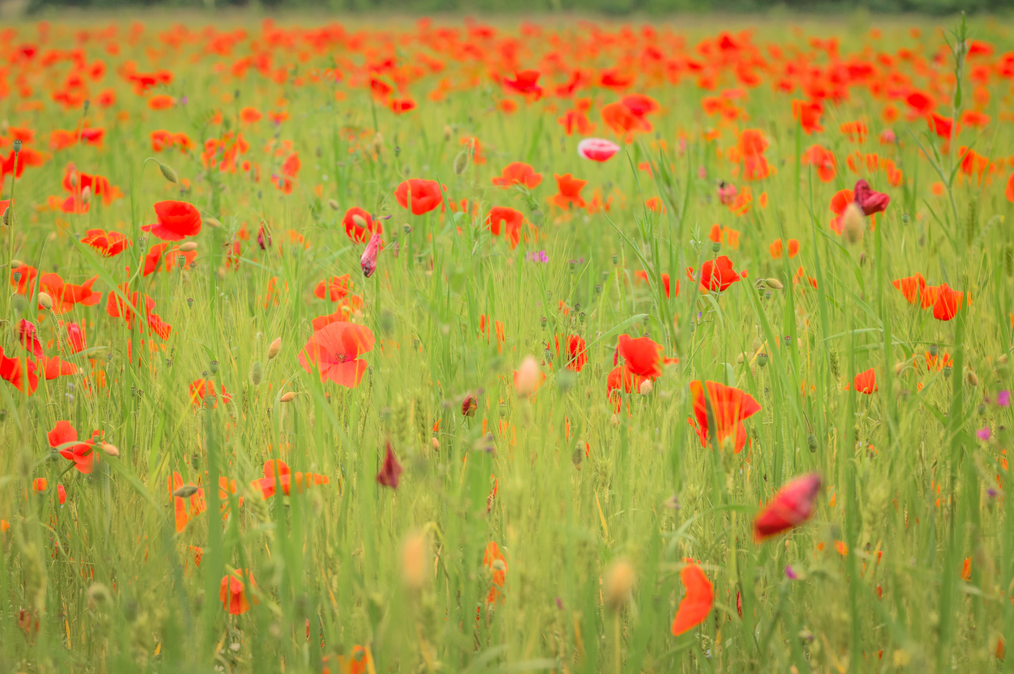 Nikon D3200 sample photo. Poppy field photography