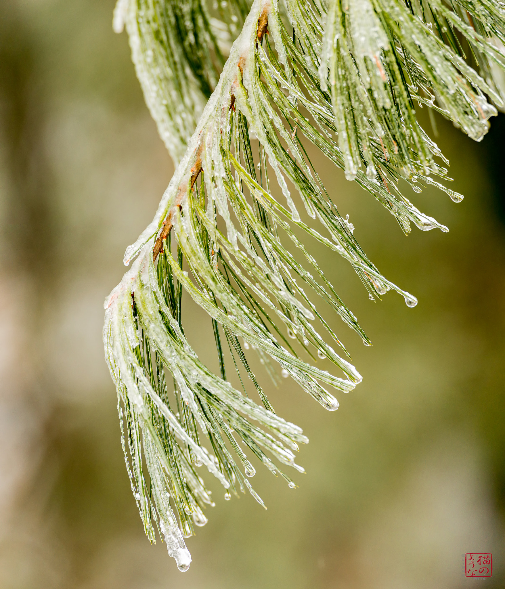 Nikon D800 sample photo. Enrobed photography