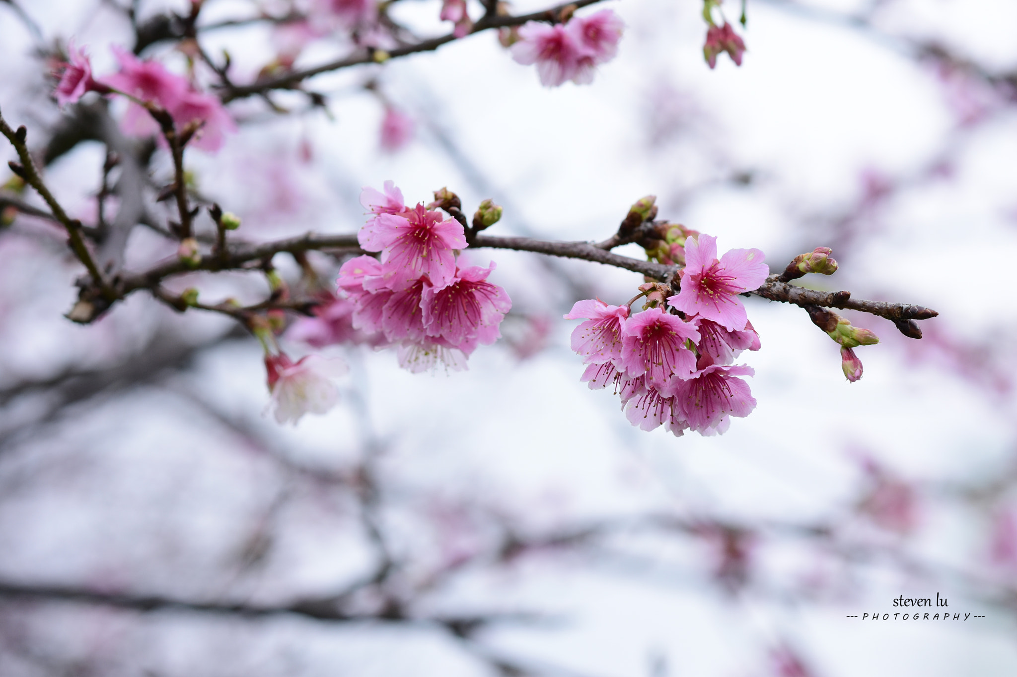 Nikon D7200 + Nikon AF-S Nikkor 85mm F1.8G sample photo. Cherry blossom(櫻花) photography