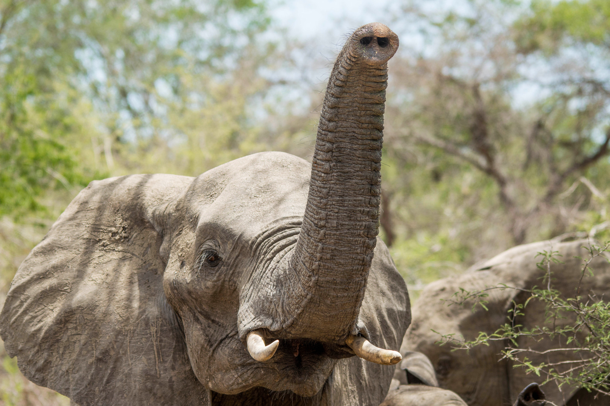 Nikon D3200 + Sigma 150-500mm F5-6.3 DG OS HSM sample photo. Elephant trunk photography