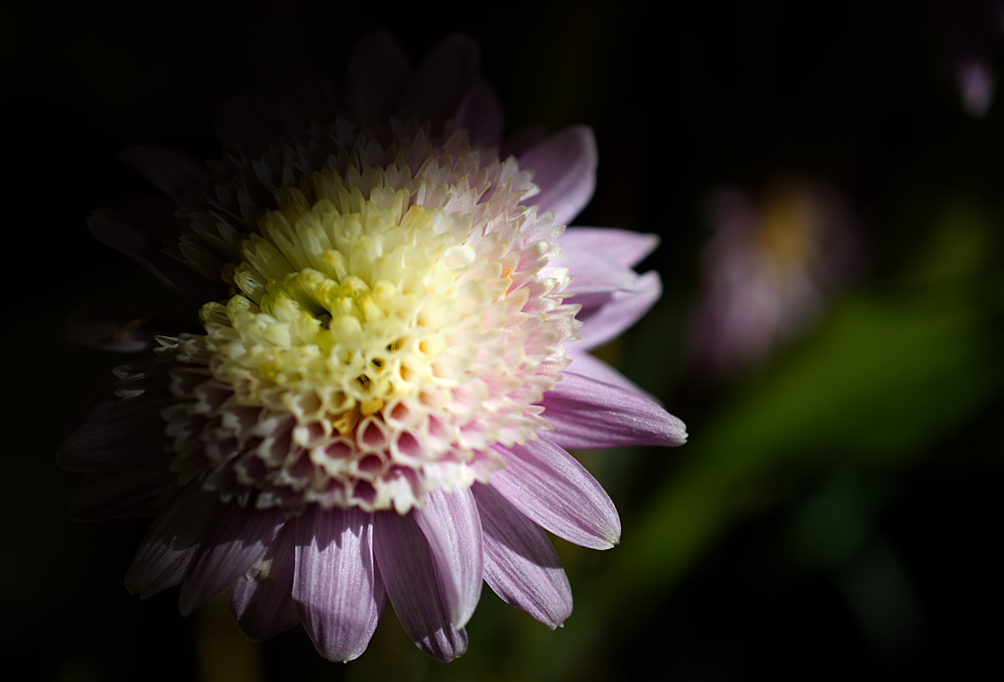 Nikon AF-S DX Micro Nikkor 40mm F2.8 sample photo. Shadow and light photography