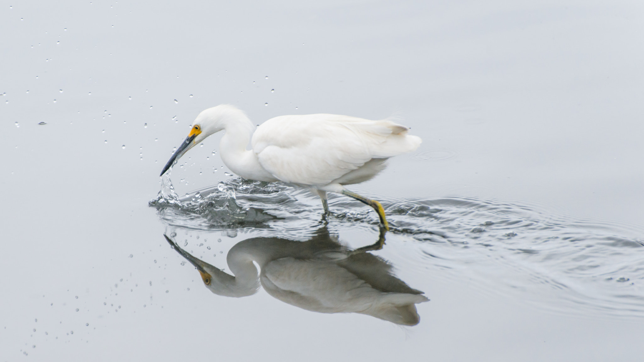 Nikon D800E sample photo. Great egret spear fishing photography