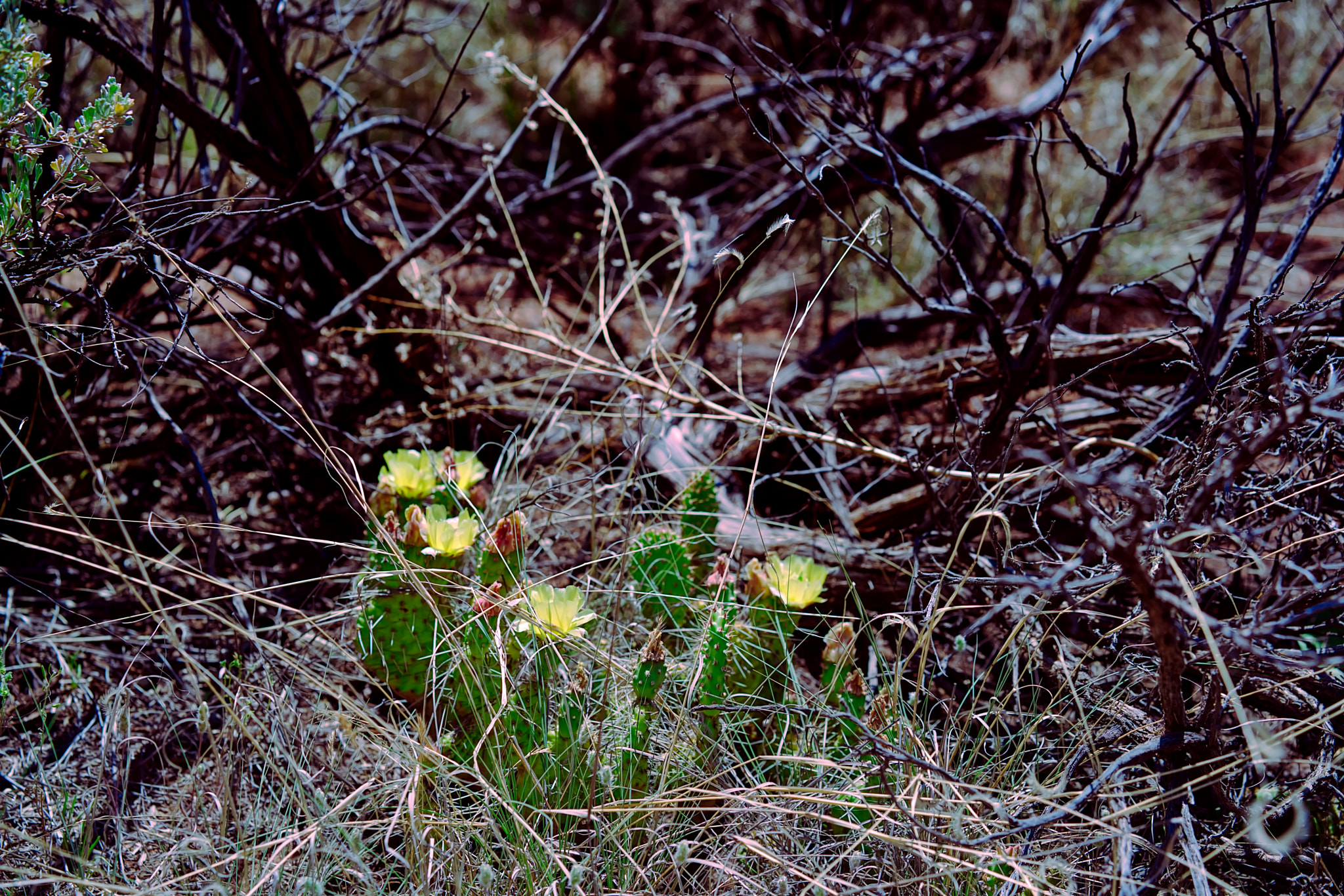 Sony a7R II + Sony Sonnar T* FE 55mm F1.8 ZA sample photo. Blooming cactus for love photography