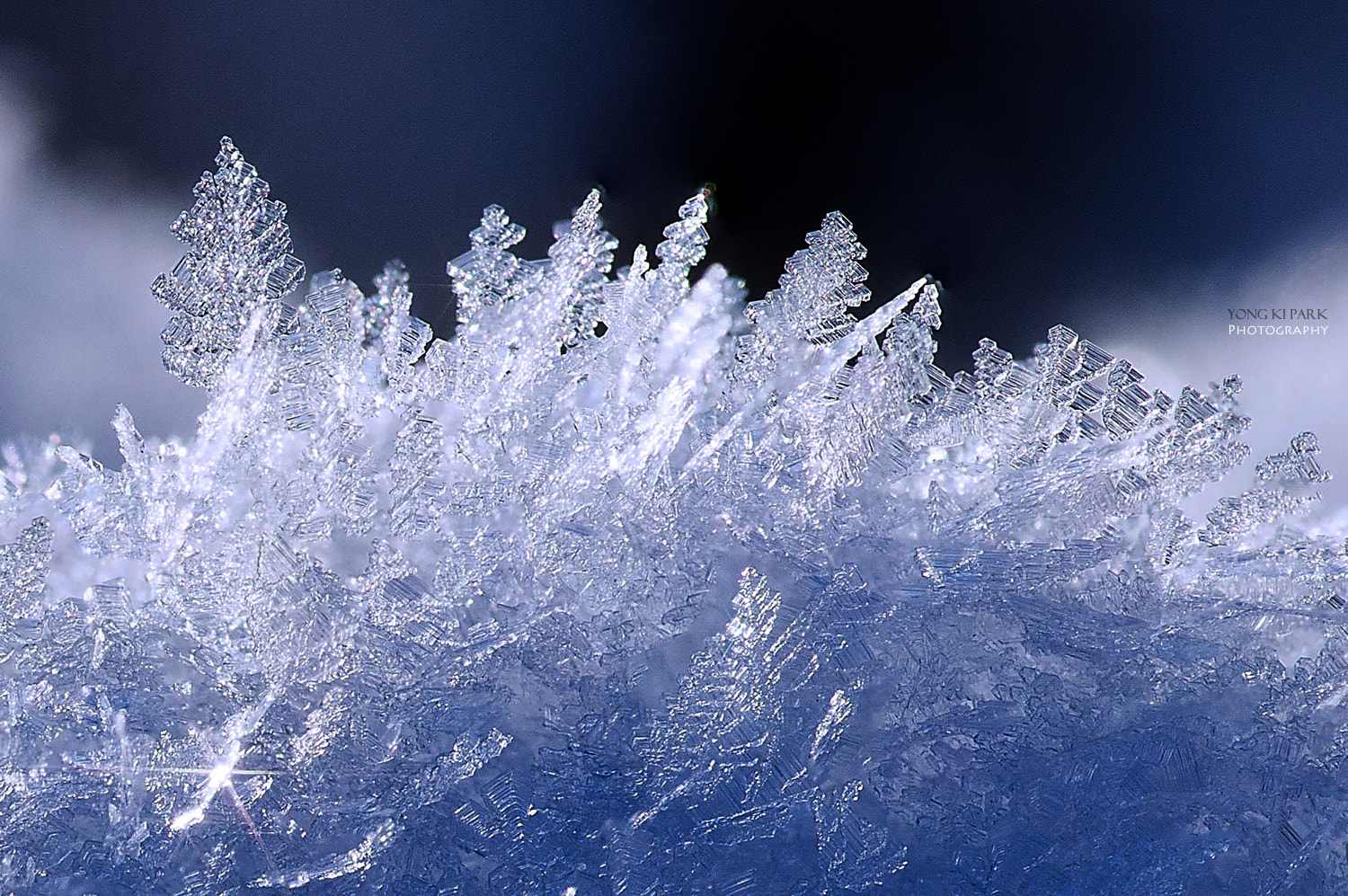 Pentax smc D-FA 100mm F2.8 macro sample photo. The ice flower photography