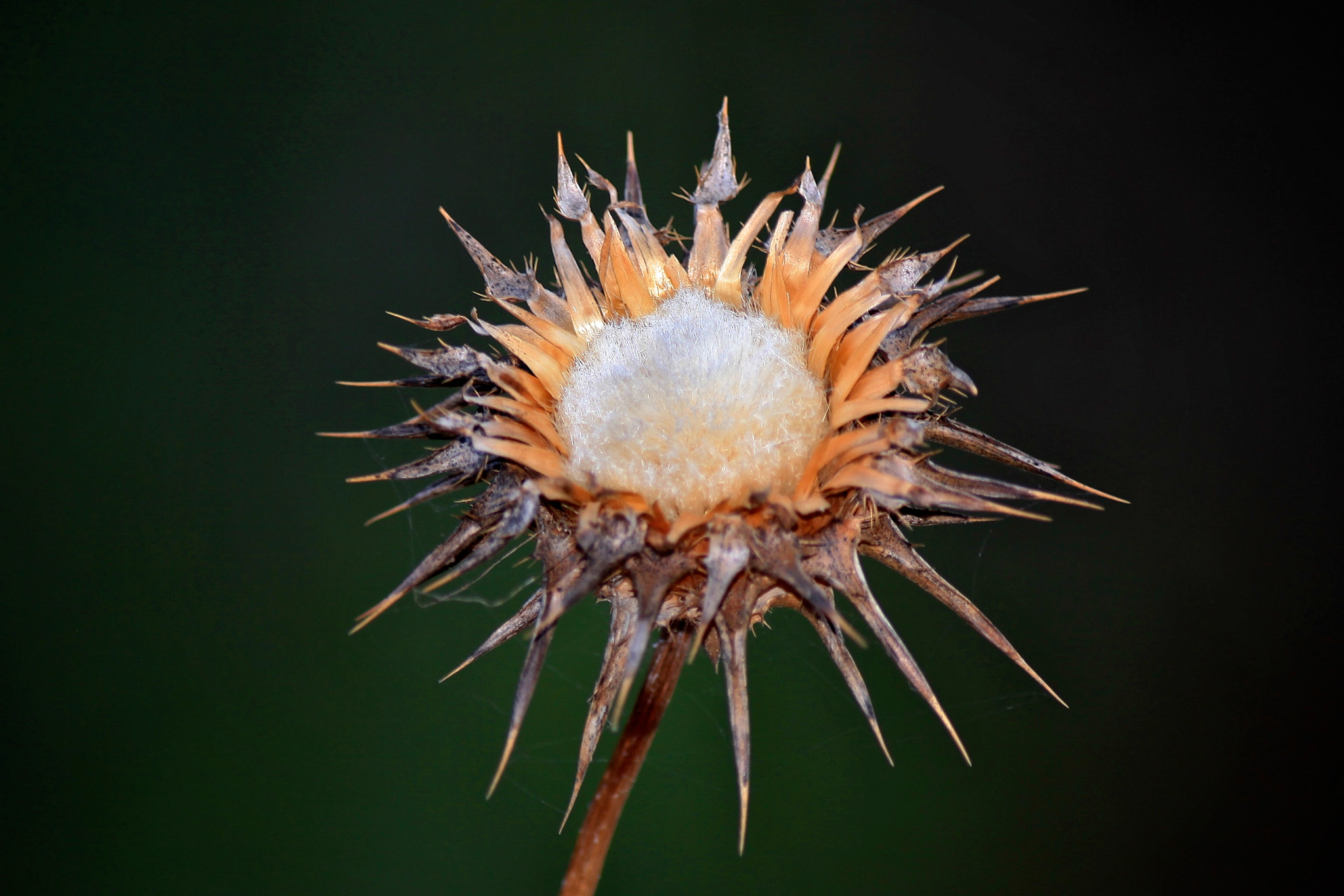 Canon EF 300mm F4L IS USM sample photo. Cycle of life beauty flower photography